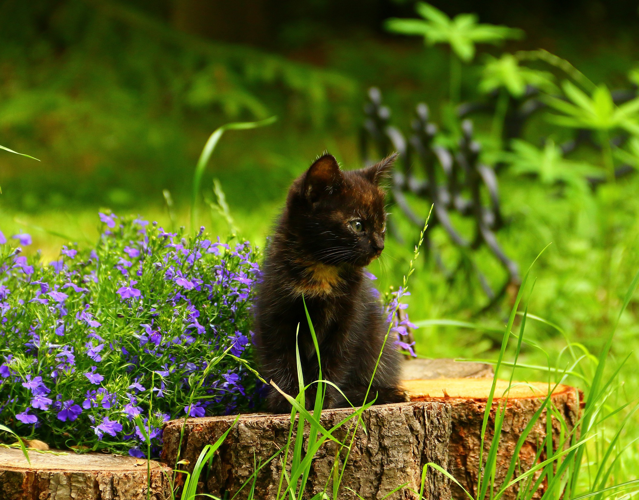 Descarga gratuita de fondo de pantalla para móvil de Animales, Gatos, Gato, Gatito, Bebe Animal.