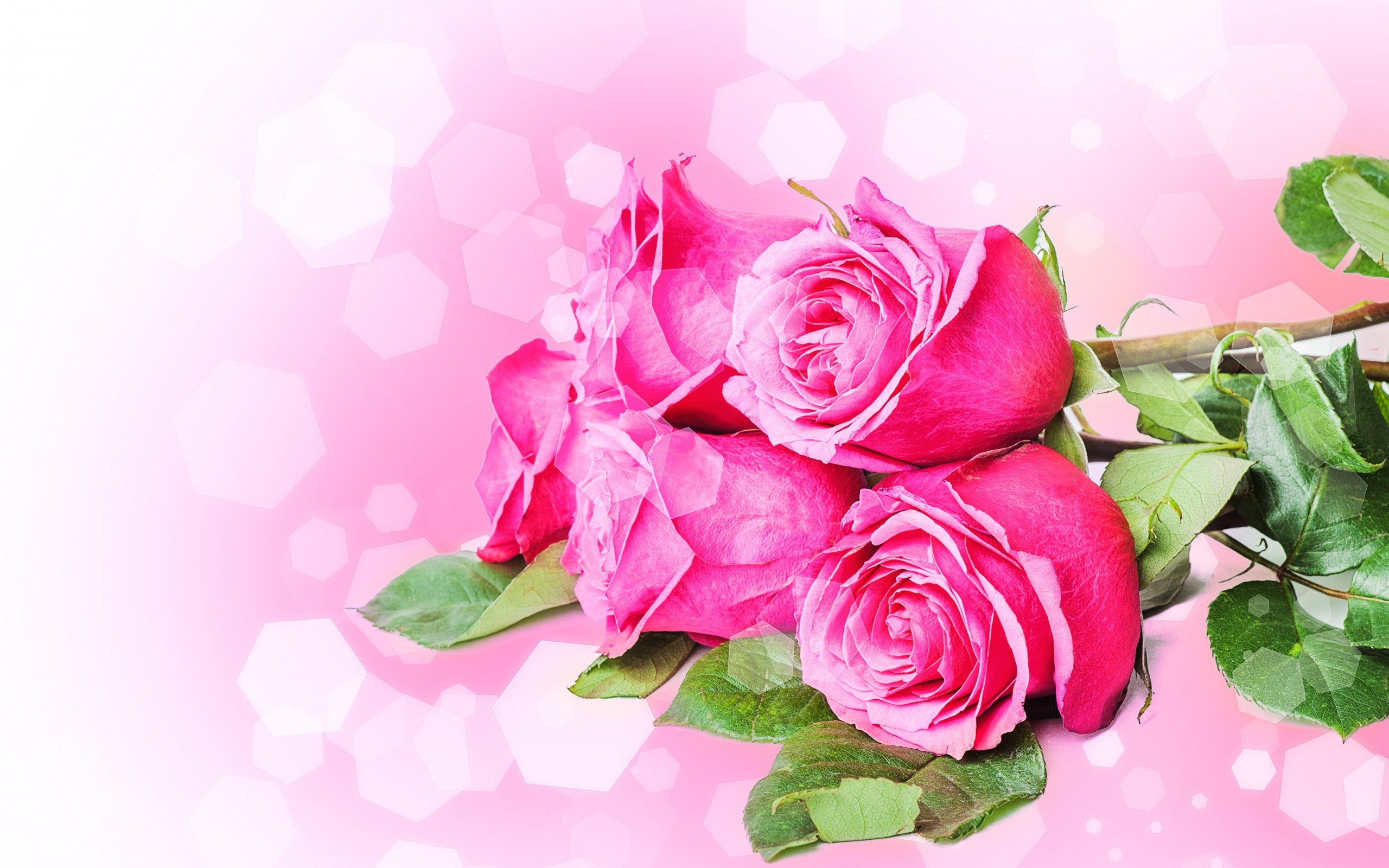 Free download wallpaper Flowers, Rose, Earth on your PC desktop