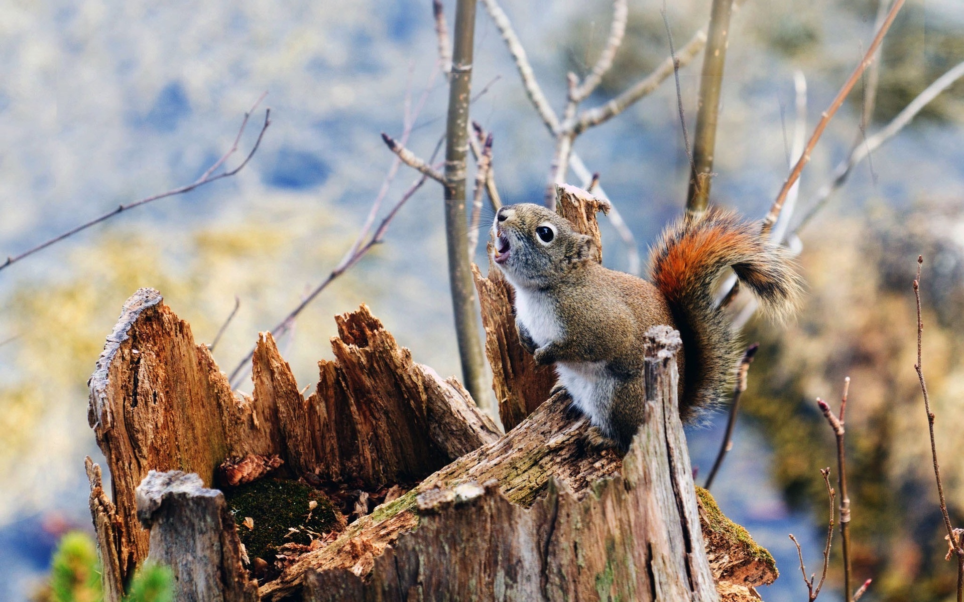 Download mobile wallpaper Squirrel, Animal, Cute for free.