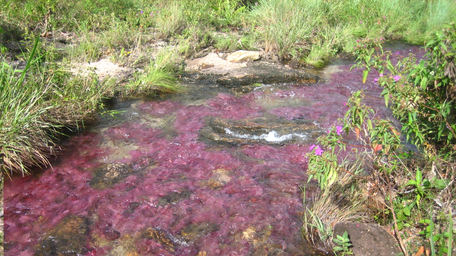 641148 télécharger le fond d'écran terre/nature, caño cristales - économiseurs d'écran et images gratuitement