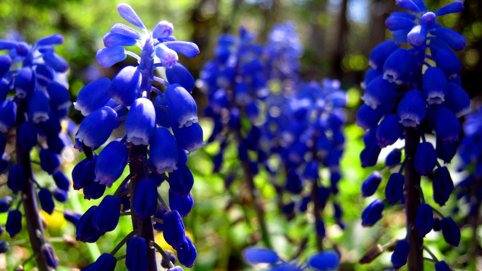 Descarga gratuita de fondo de pantalla para móvil de Flores, Flor, Tierra/naturaleza.