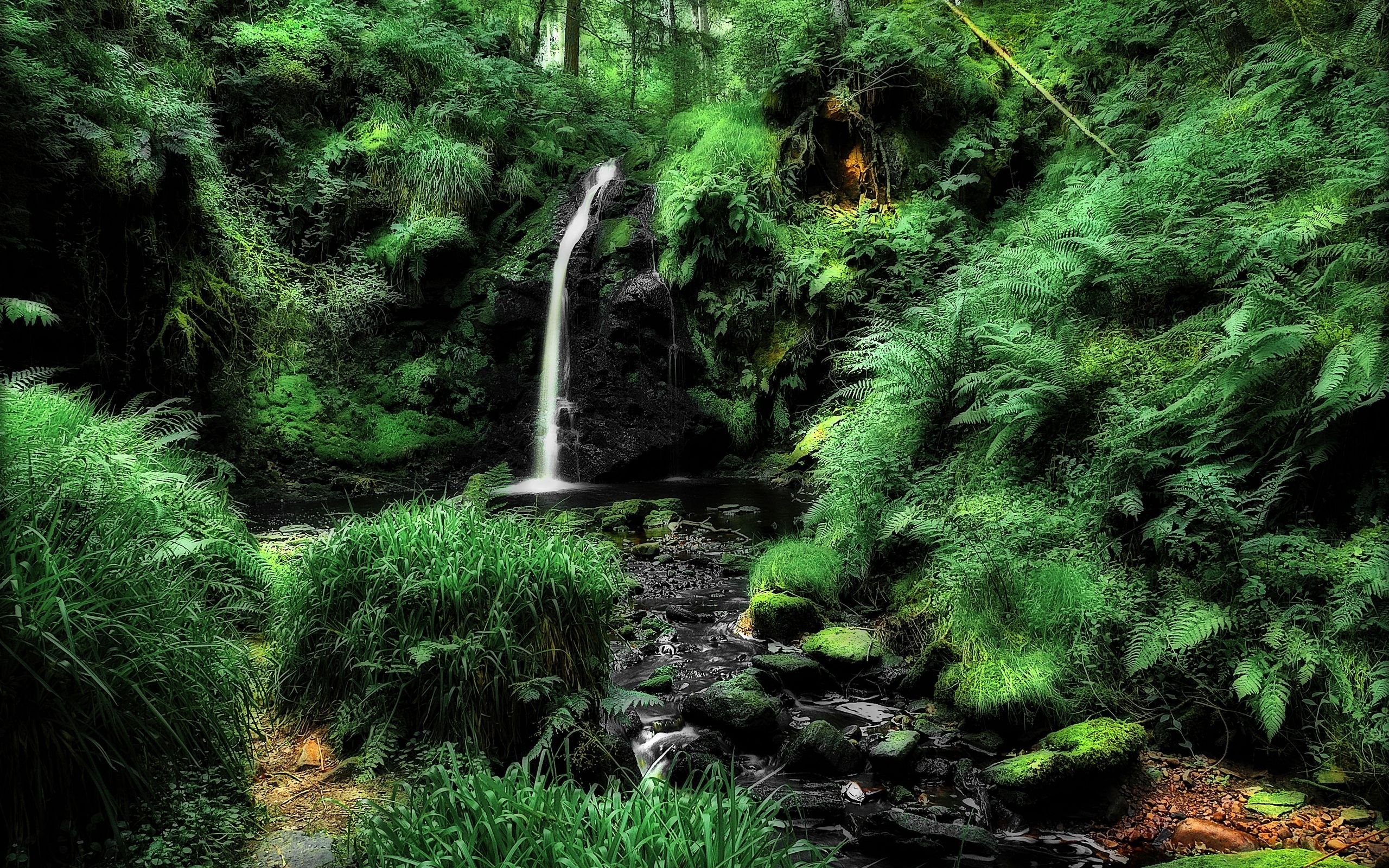 Download mobile wallpaper Waterfalls, Waterfall, Fern, Forest, Tree, Earth for free.