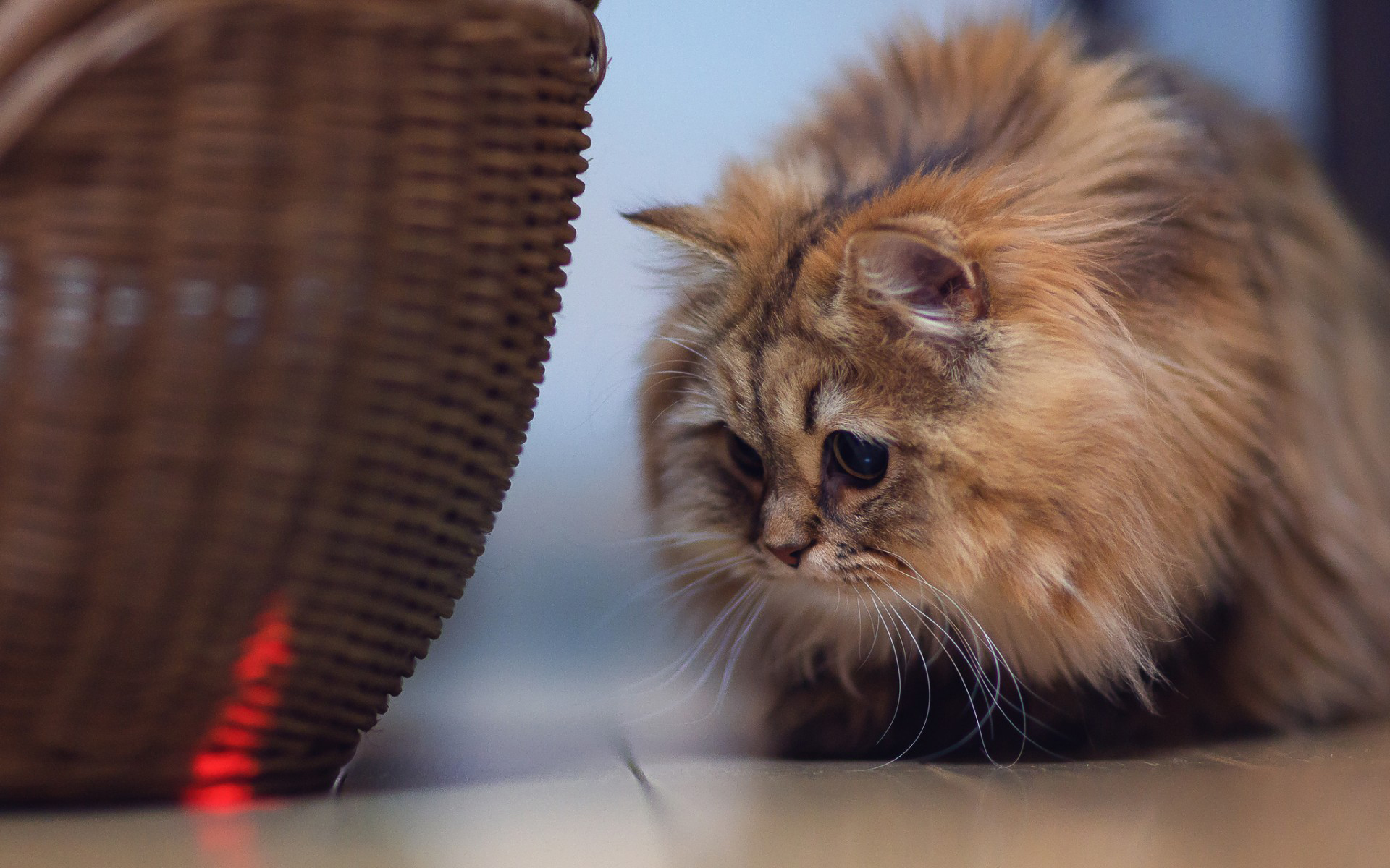 Téléchargez gratuitement l'image Animaux, Chat sur le bureau de votre PC