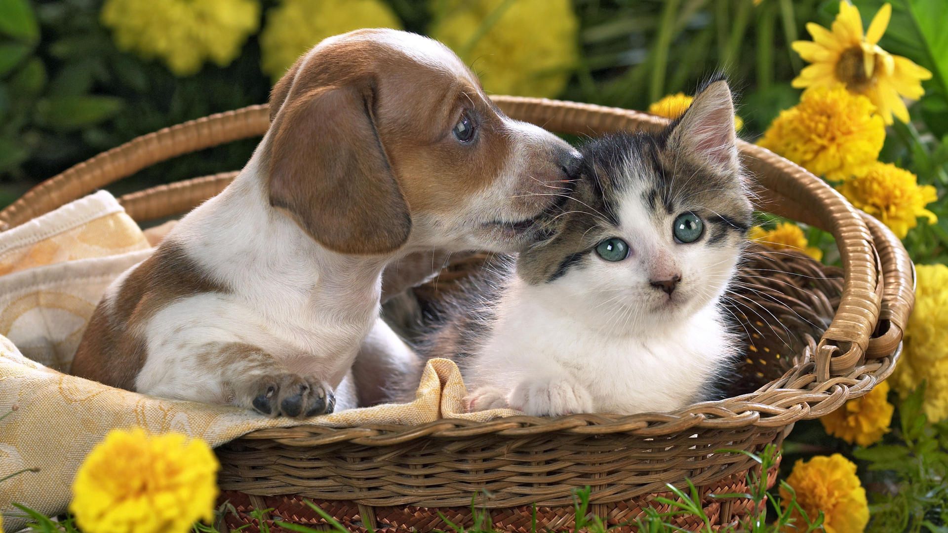 Free download wallpaper Animals, Kitty, Puppy, Basket, Friendship, Kitten, Flowers on your PC desktop