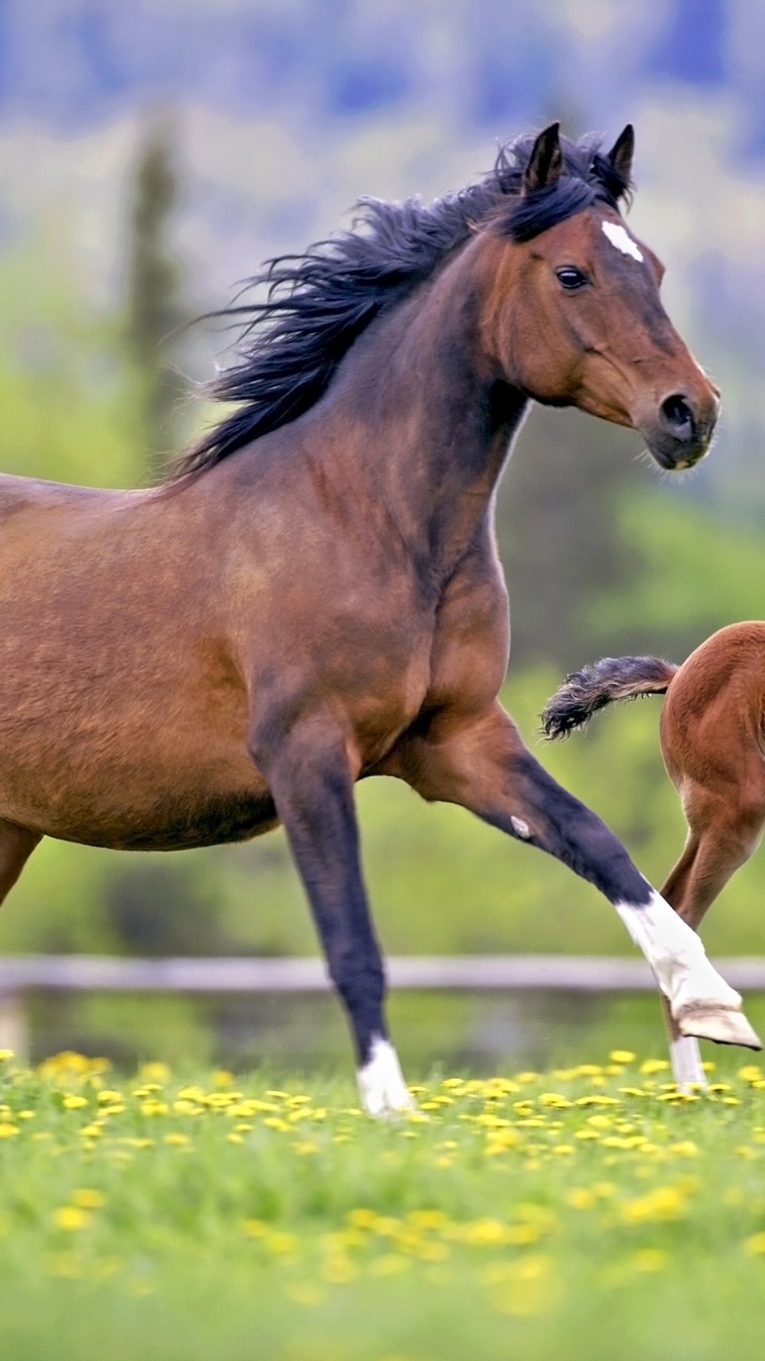 Download mobile wallpaper Animal, Horse, Foal, Baby Animal, Depth Of Field for free.