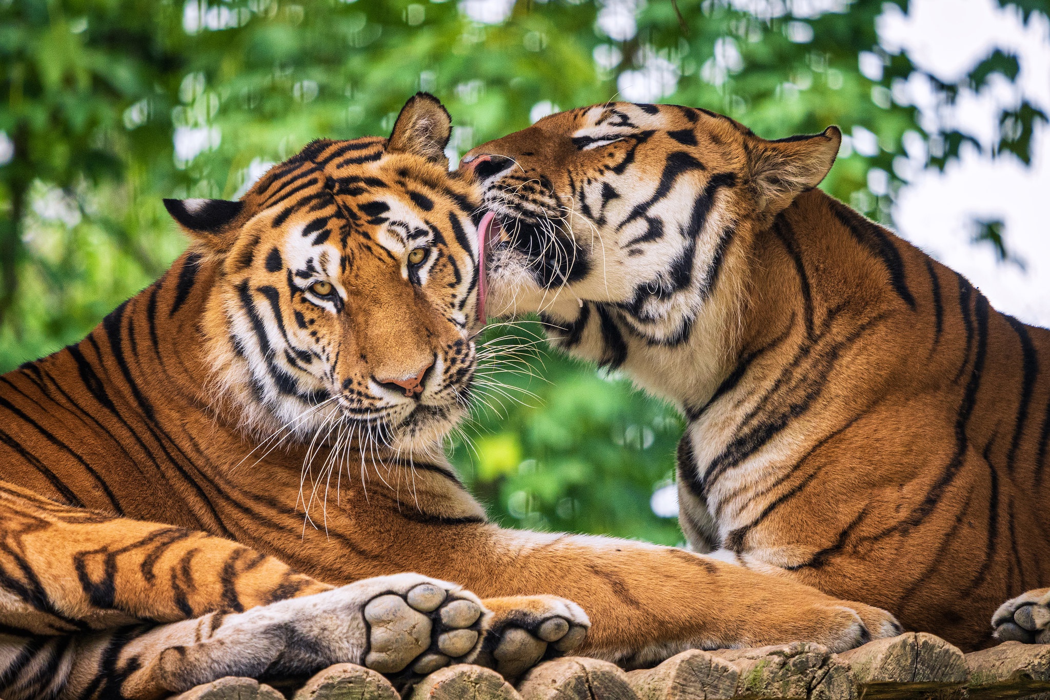 Téléchargez gratuitement l'image Animaux, Chats, Tigre sur le bureau de votre PC