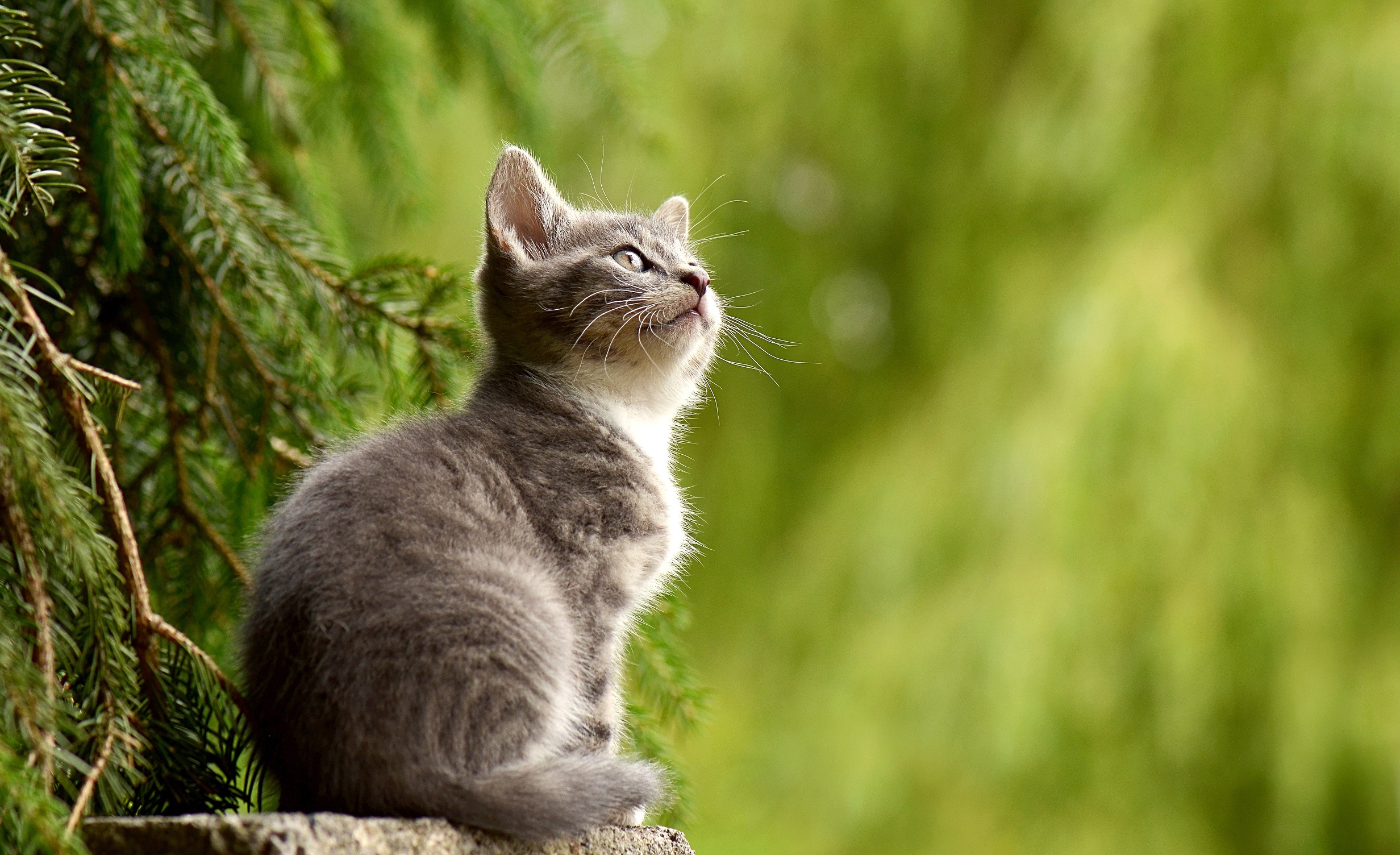 Download mobile wallpaper Cats, Cat, Kitten, Blur, Animal, Baby Animal, Depth Of Field for free.