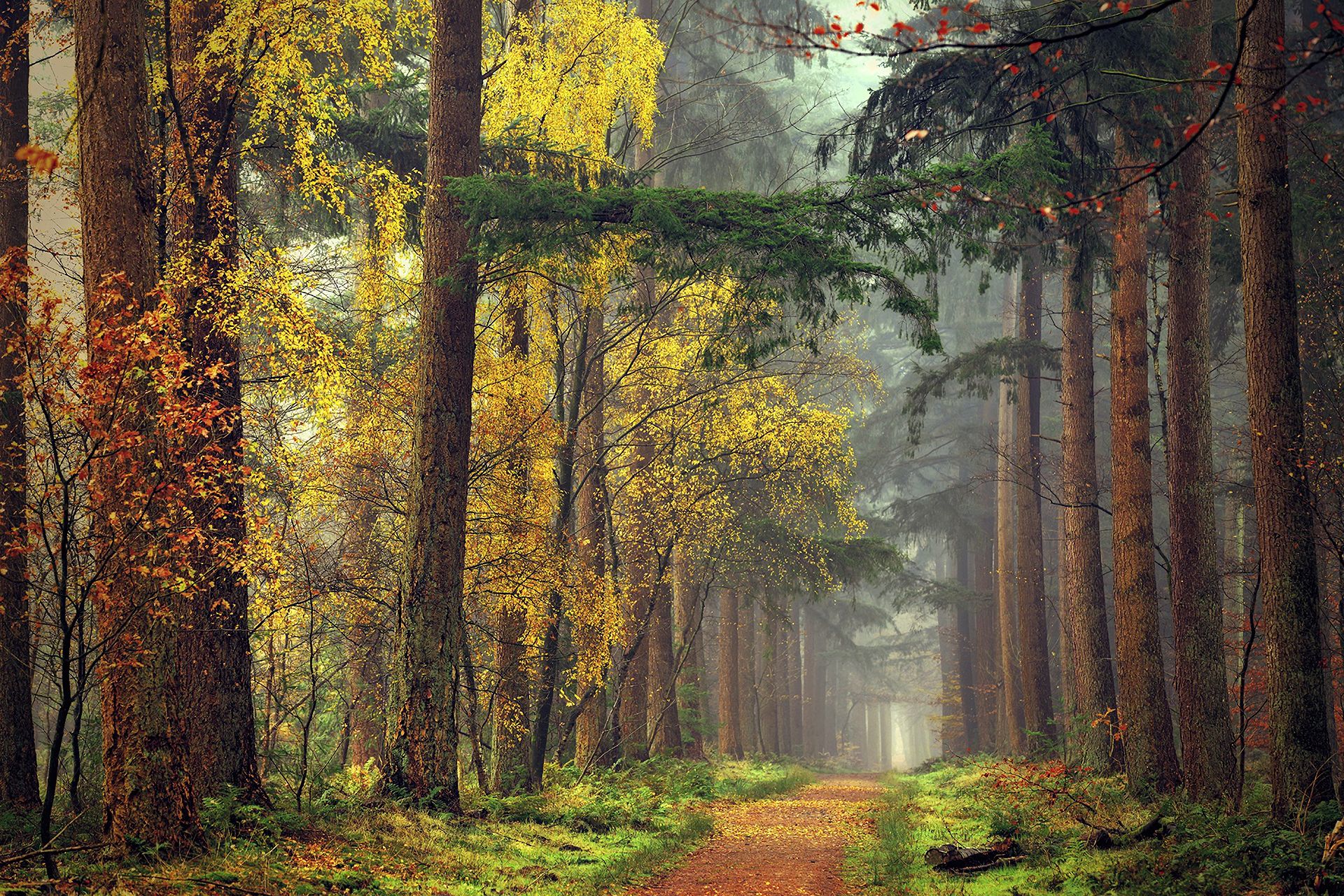 Скачать картинку Осень, Дорога, Лес, Туман, Красочный, Дорожка, Земля/природа в телефон бесплатно.
