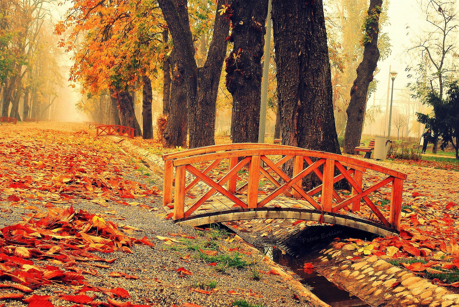 PCデスクトップに橋, 木, 秋, 公園, 写真撮影画像を無料でダウンロード