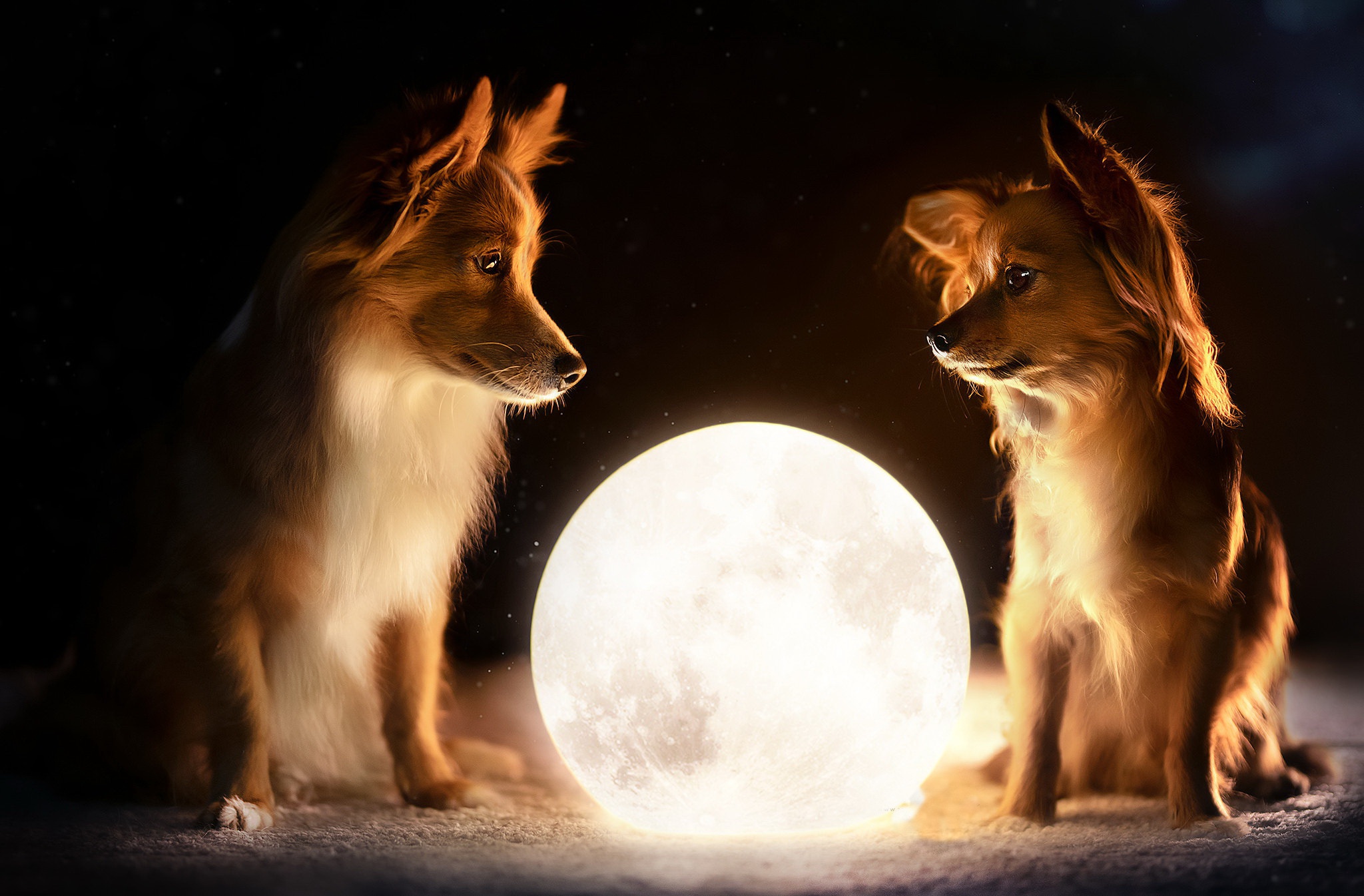 Download mobile wallpaper Dogs, Moon, Dog, Animal, Manipulation for free.