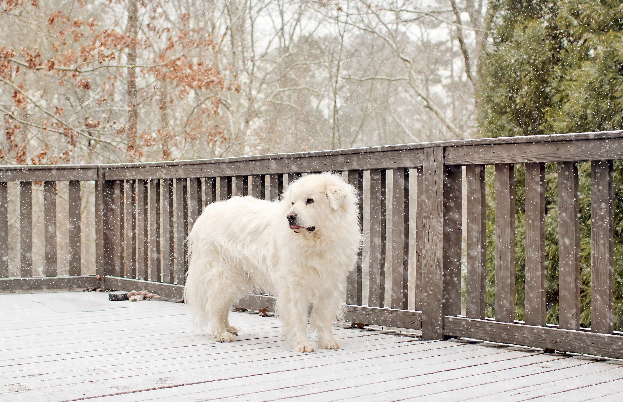 Handy-Wallpaper Hunde, Hund, Tiere kostenlos herunterladen.