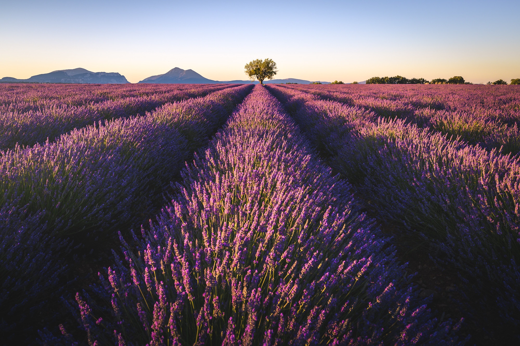 Download mobile wallpaper Flowers, Summer, Earth, Field, Lavender, Purple Flower for free.