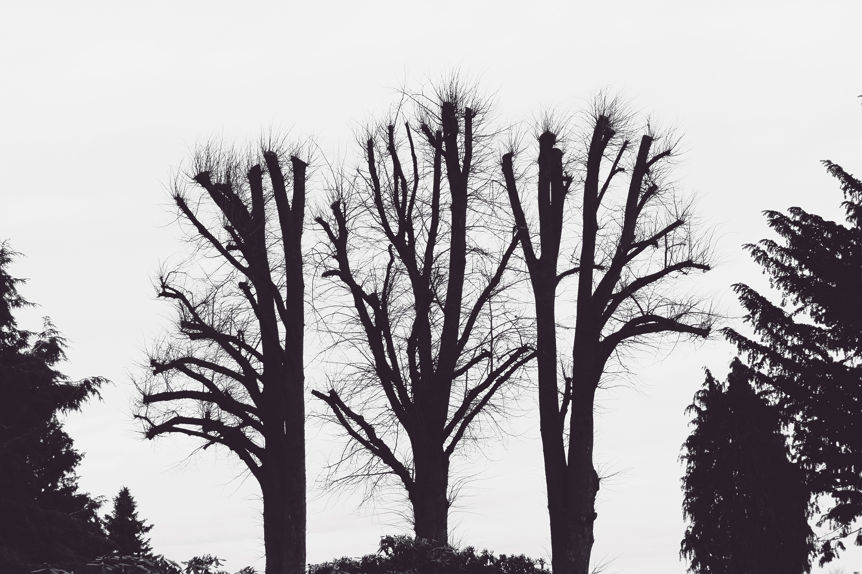 Download mobile wallpaper Branches, Aesthetic, Bw, Chb, Trees, Nature for free.