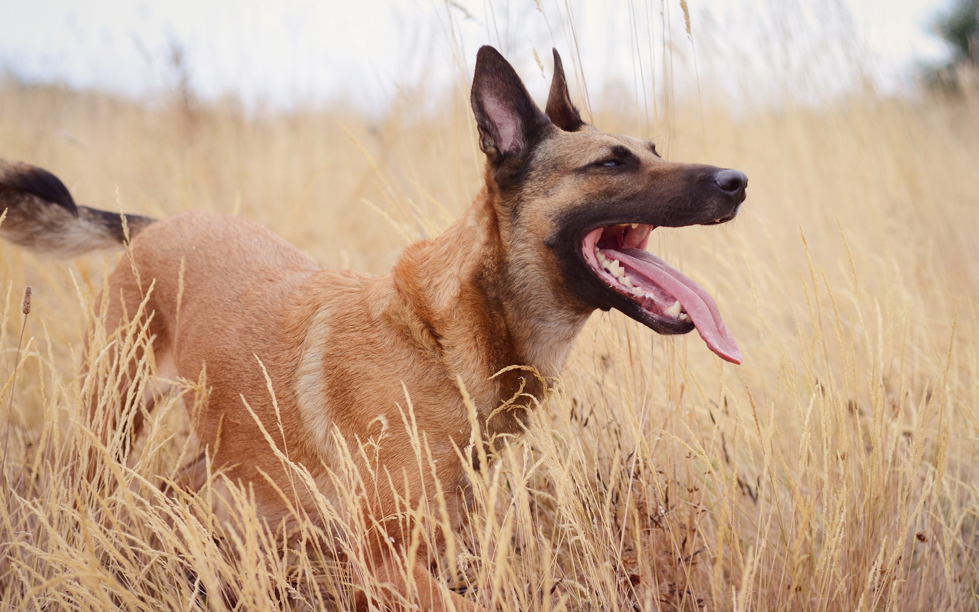 Descarga gratuita de fondo de pantalla para móvil de Perros, Perro, Animales.