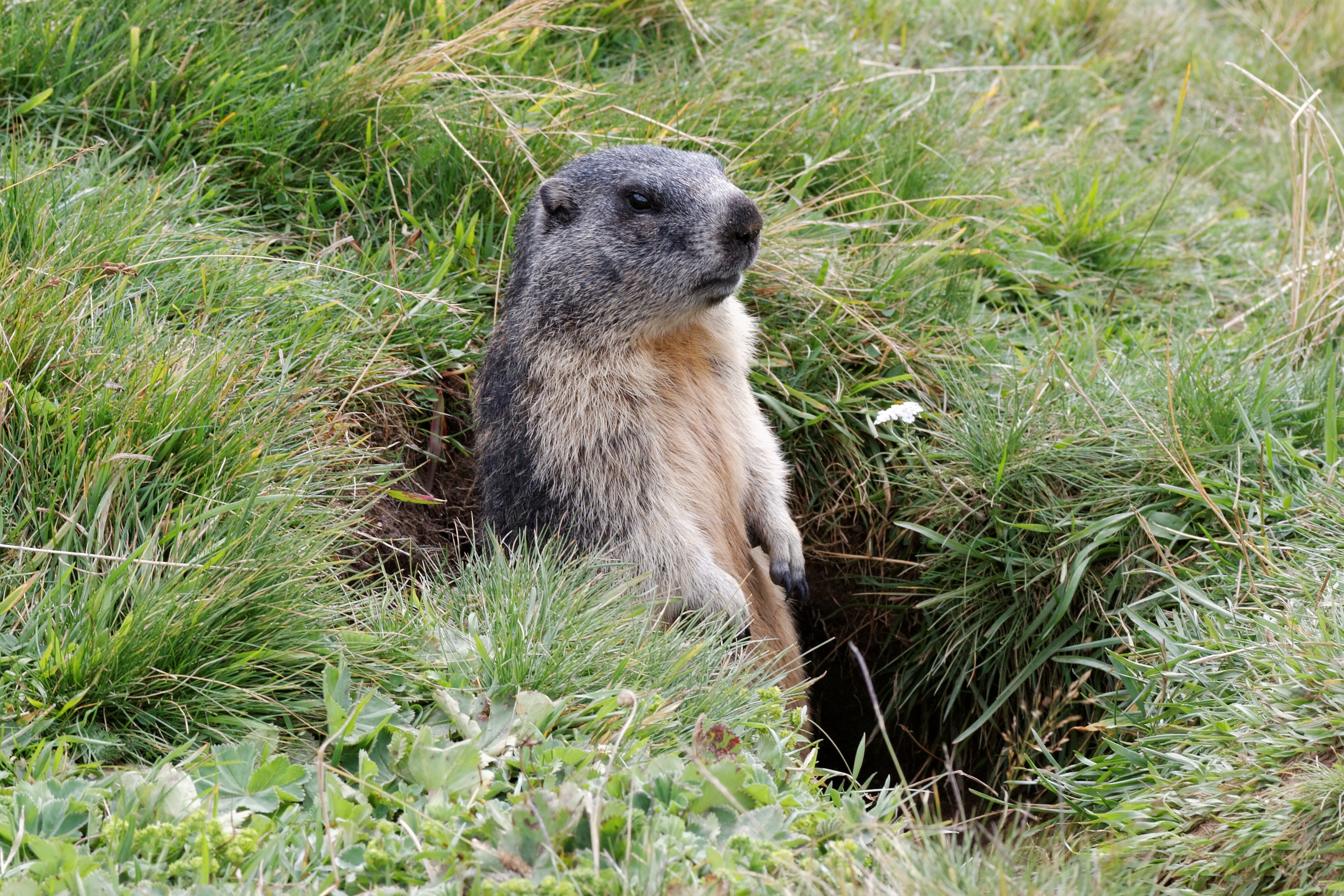 marmot, animals, grass, mindfulness, attentiveness, to stand, stand