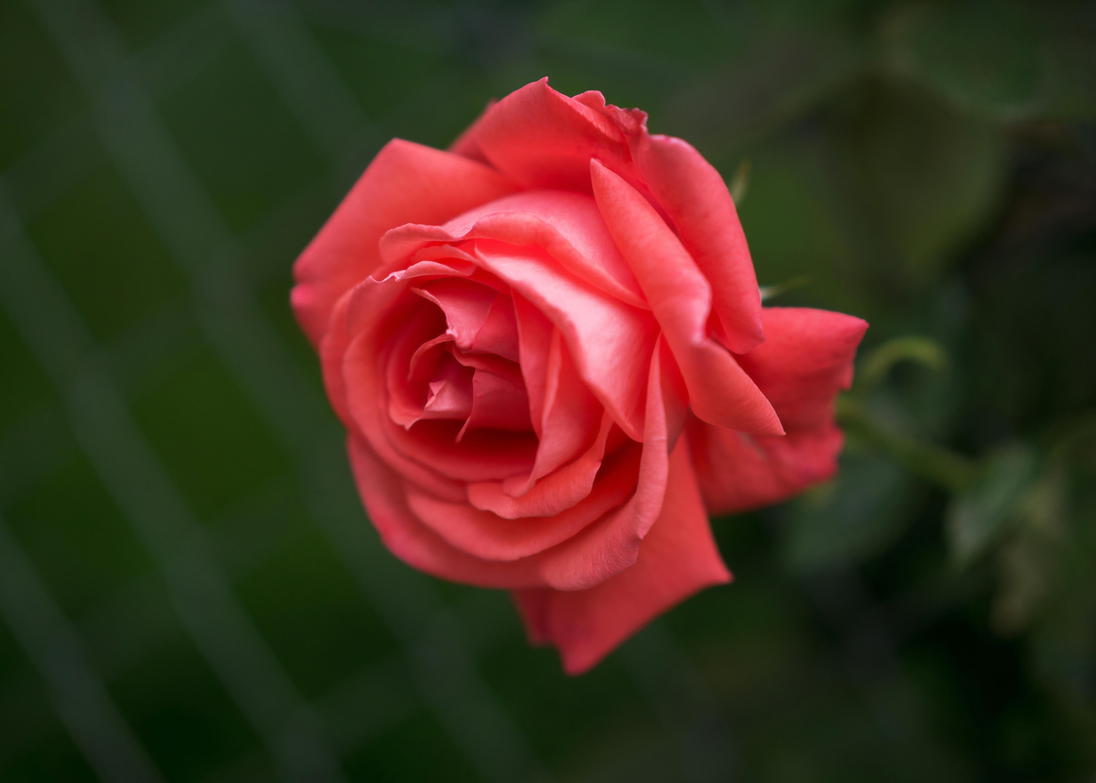 Descarga gratis la imagen Flores, Rosa, Tierra/naturaleza, Macrofotografía en el escritorio de tu PC