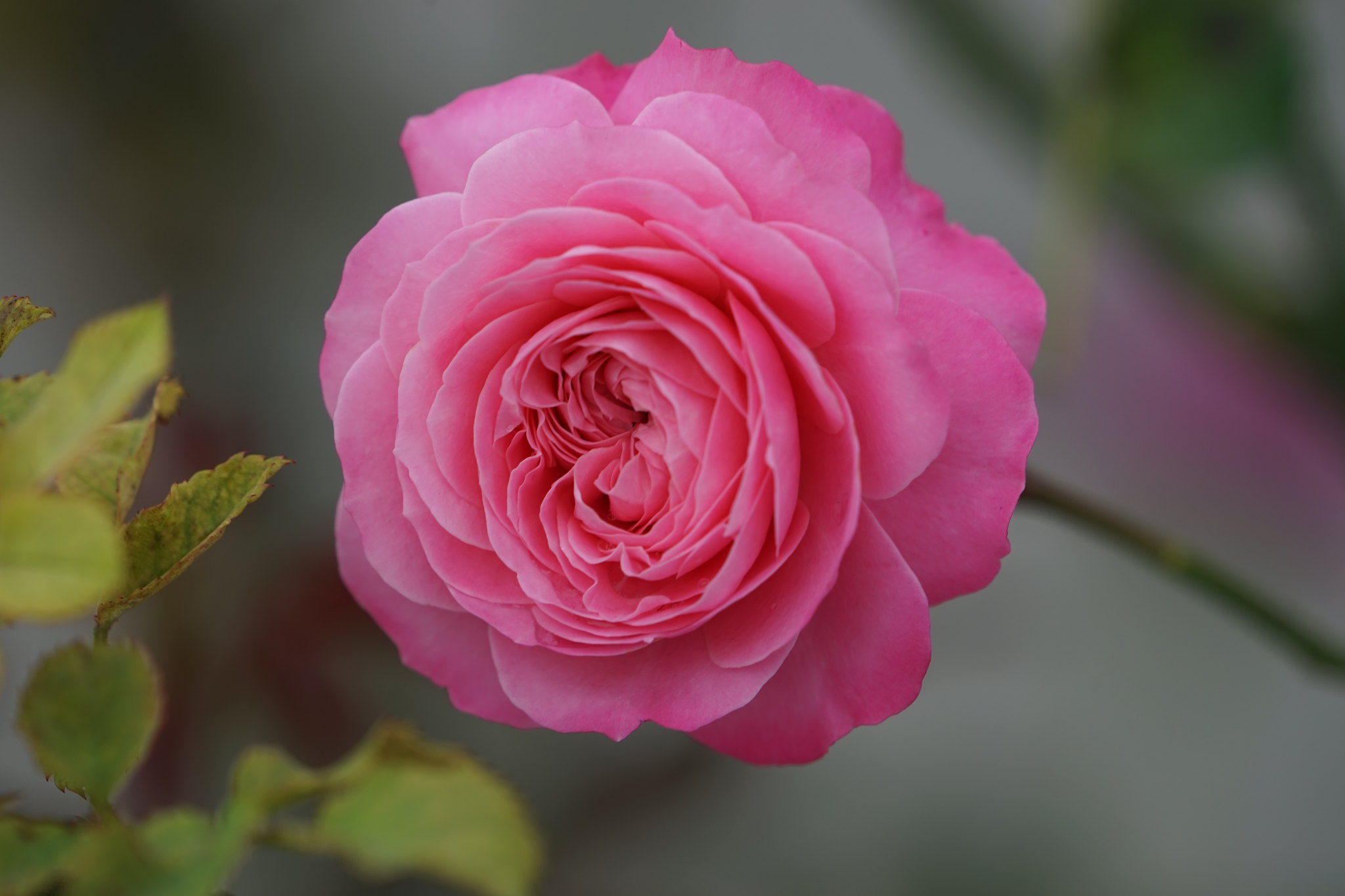 Téléchargez gratuitement l'image Fleurs, Rose, Terre/nature sur le bureau de votre PC