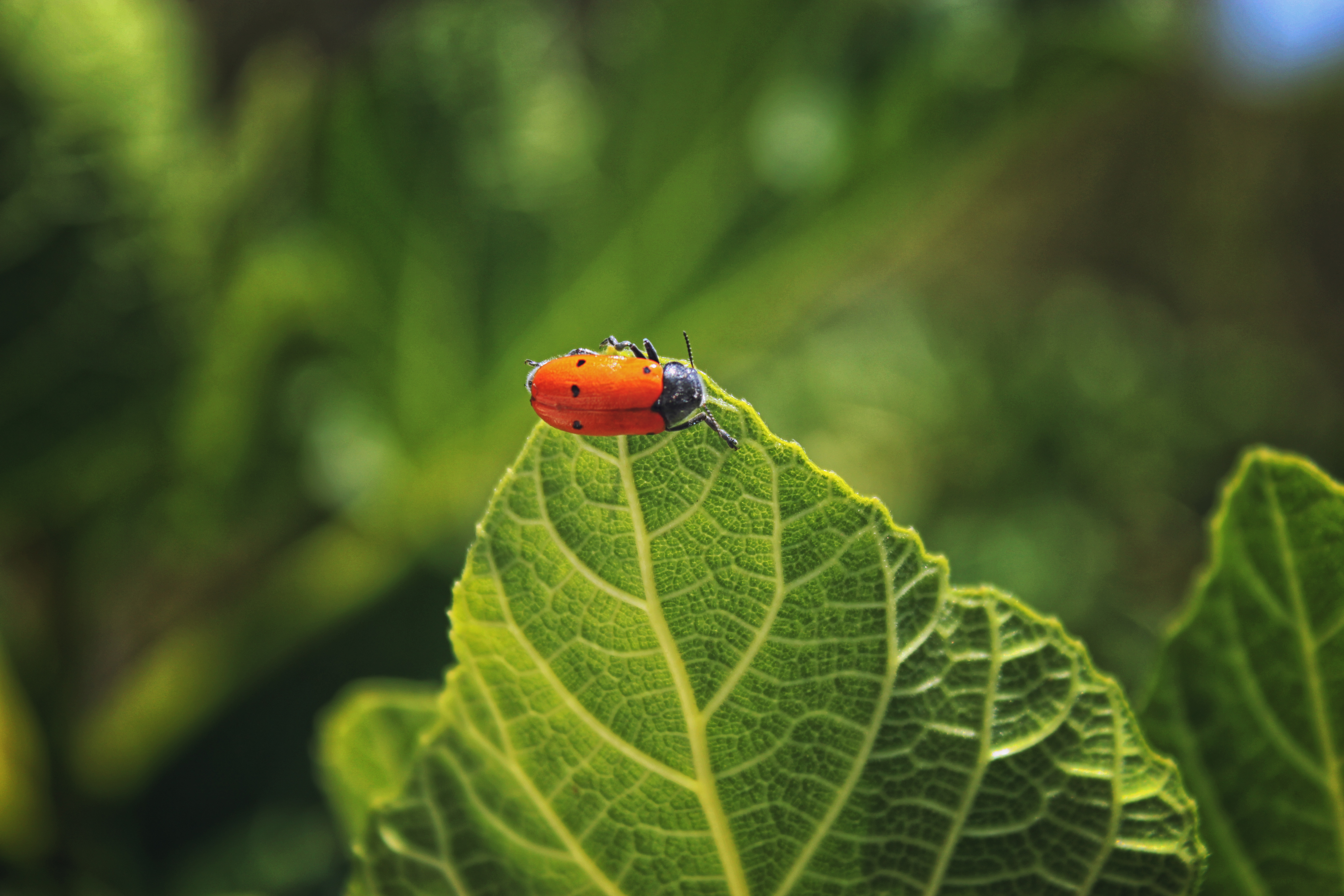 red, macro, insect, leaflet, bug, beetle
