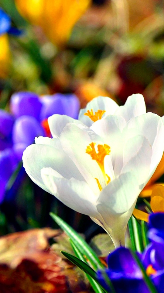 Descarga gratuita de fondo de pantalla para móvil de Flores, Flor, Vistoso, Primavera, Azafrán, Flor Amarilla, Flor Blanca, Flor Purpura, Tierra/naturaleza, Flor Azul.