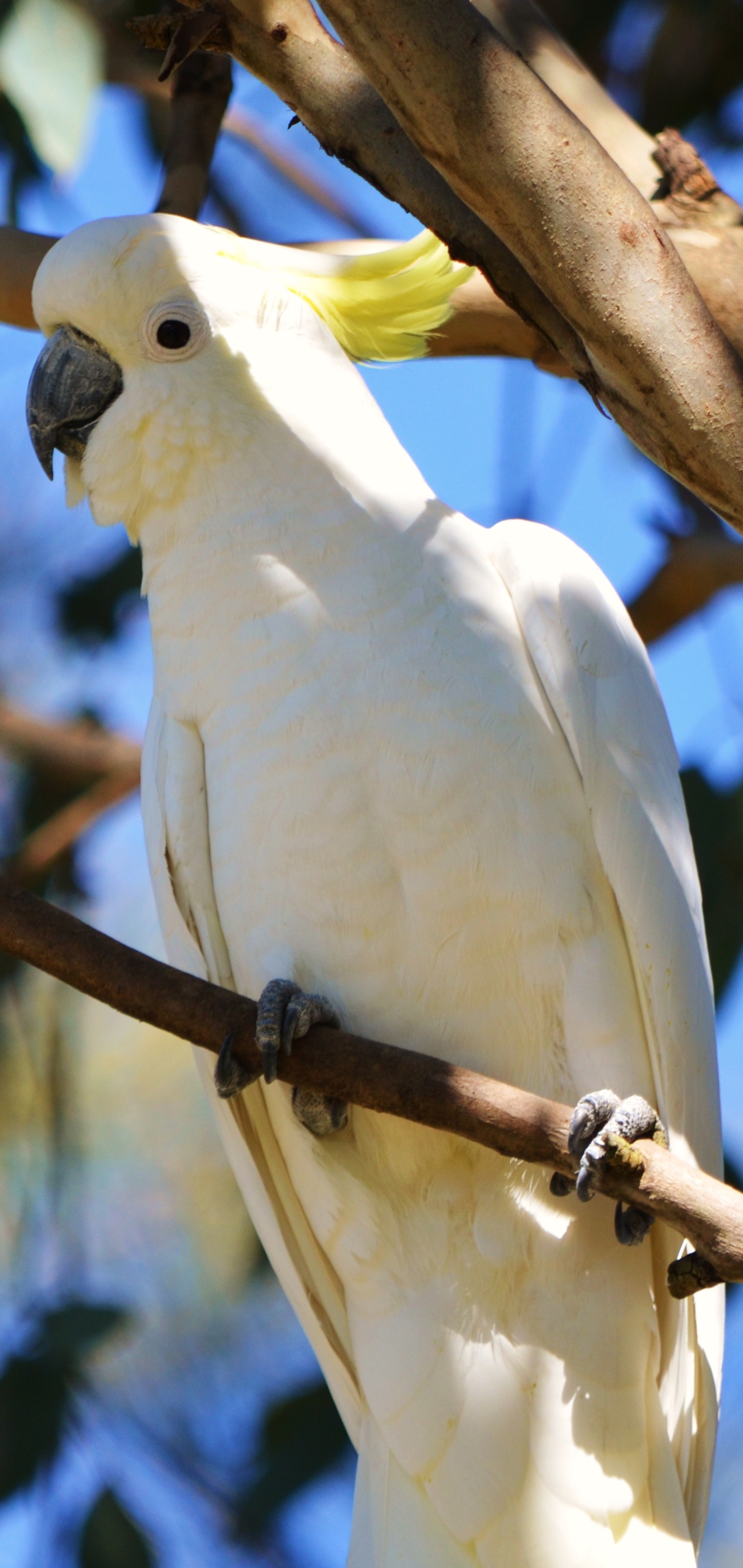 Download mobile wallpaper Birds, Animal, Cockatoo, Sulphur Crested Cockatoo for free.