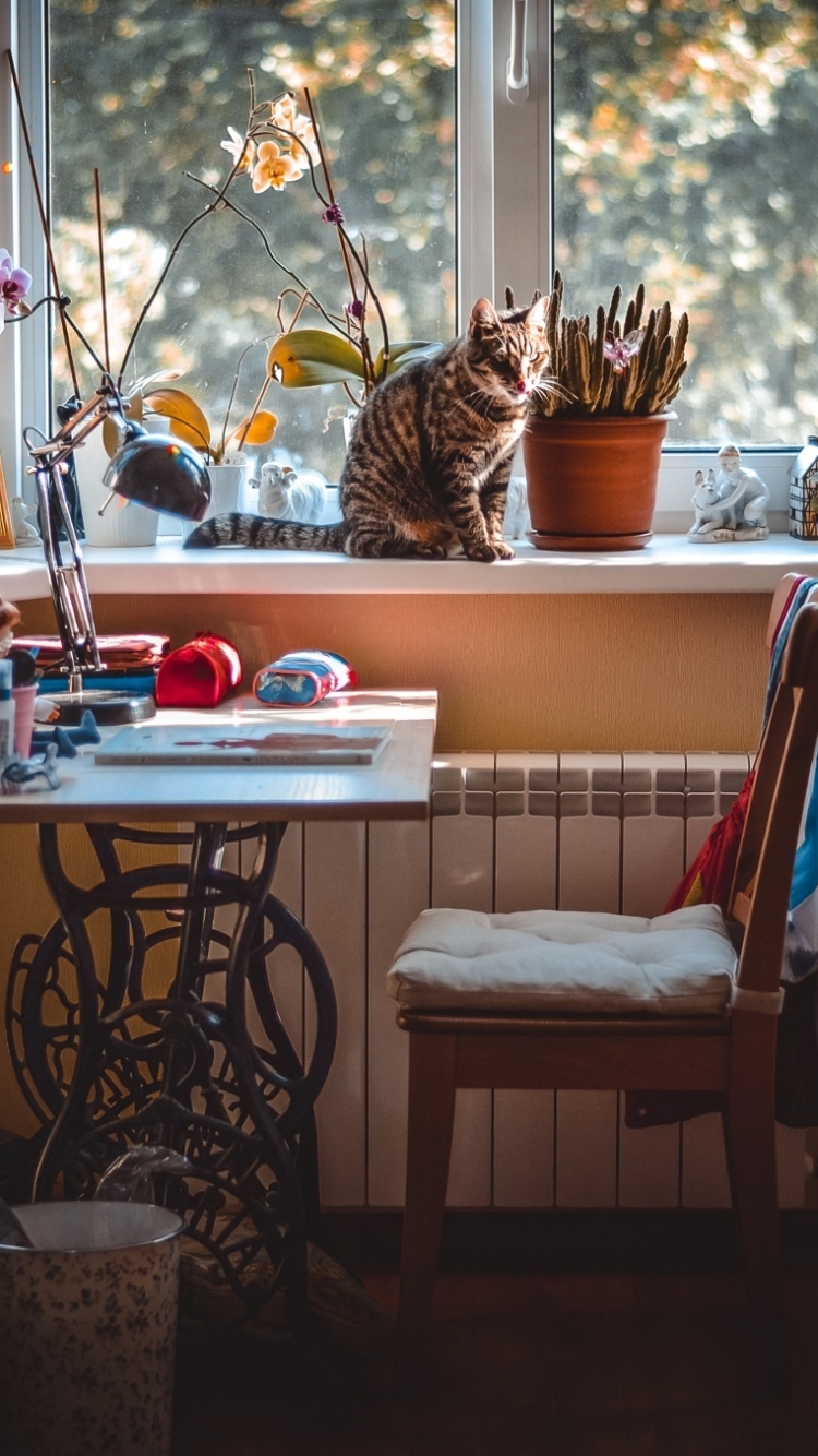 Handy-Wallpaper Katze, Zimmer, Möbel, Menschengemacht, Möbilar kostenlos herunterladen.