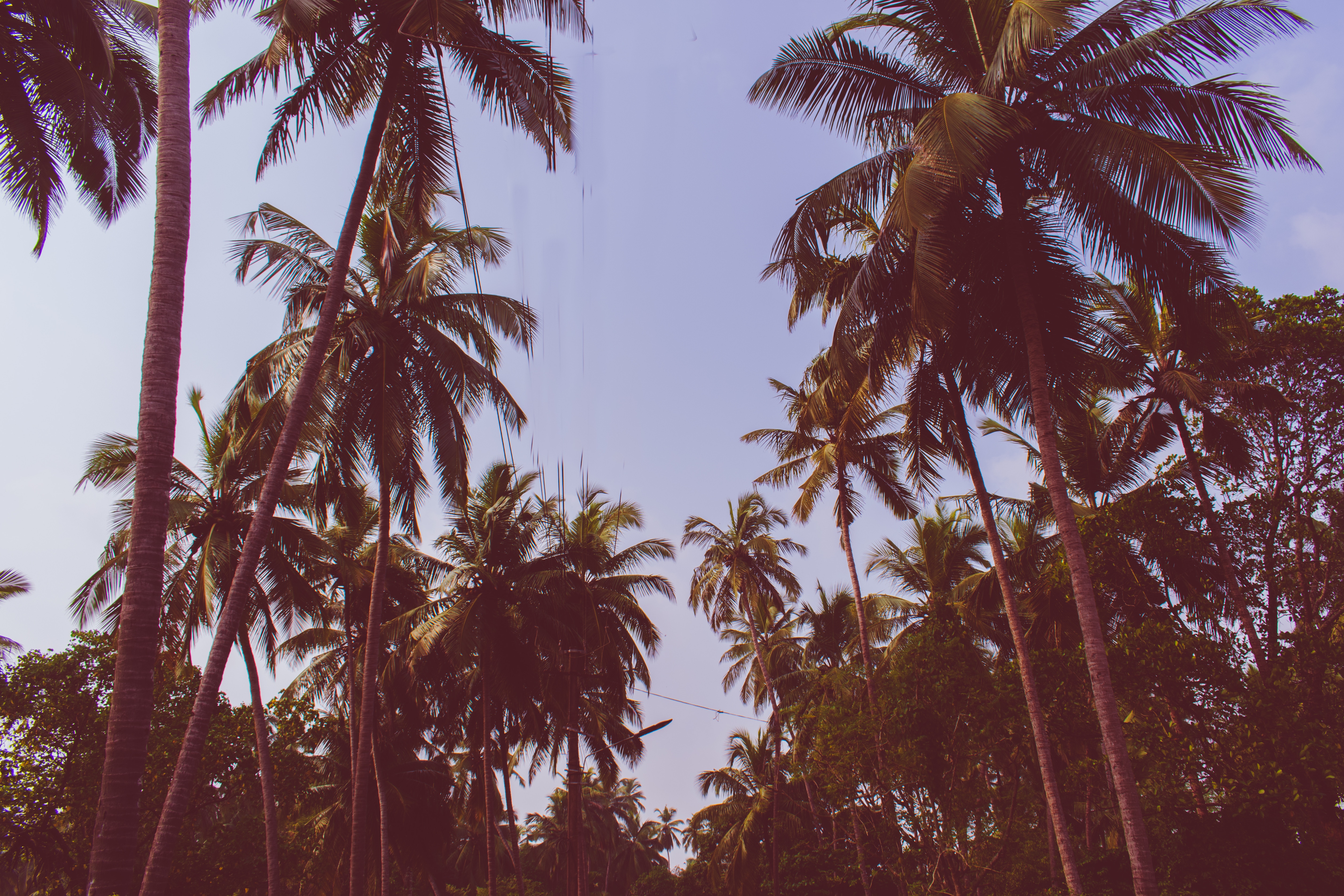 Download mobile wallpaper Branches, Trees, Sky, Bottom View, Nature, Palms for free.