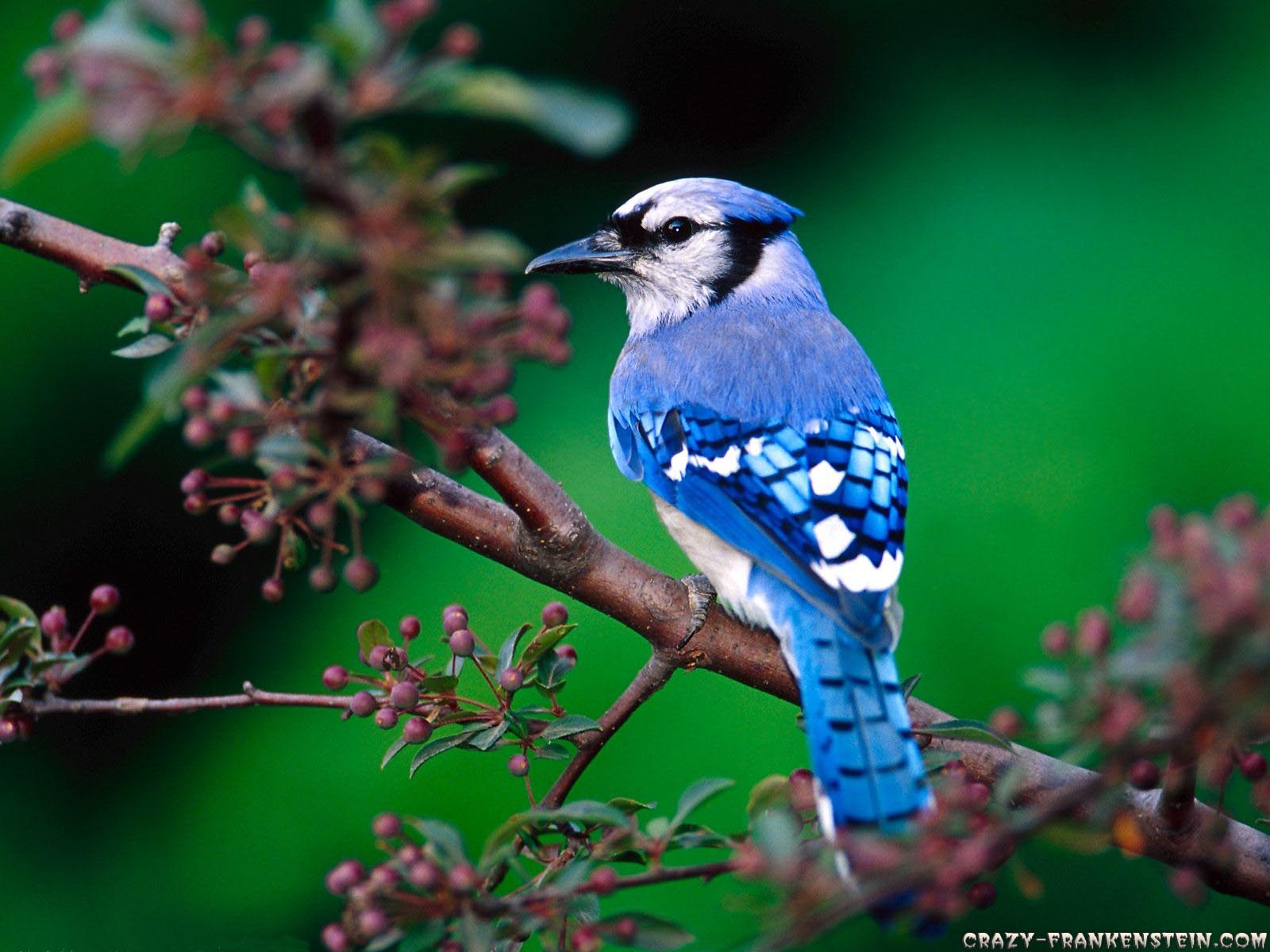 186423 télécharger le fond d'écran des oiseaux, geai bleu, animaux - économiseurs d'écran et images gratuitement