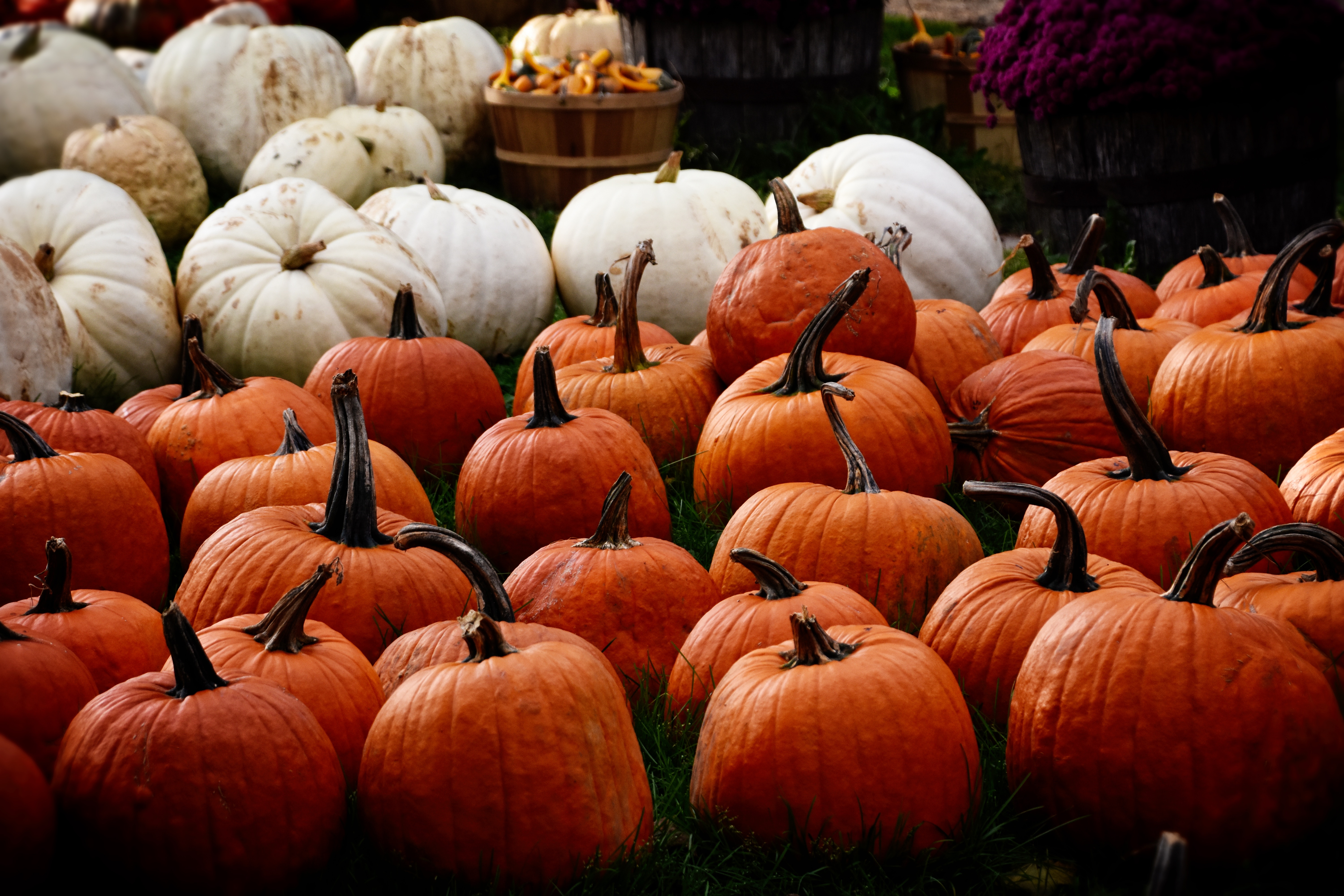 PCデスクトップに秋, カボチャ, かぼちゃ, 収穫, 食品画像を無料でダウンロード