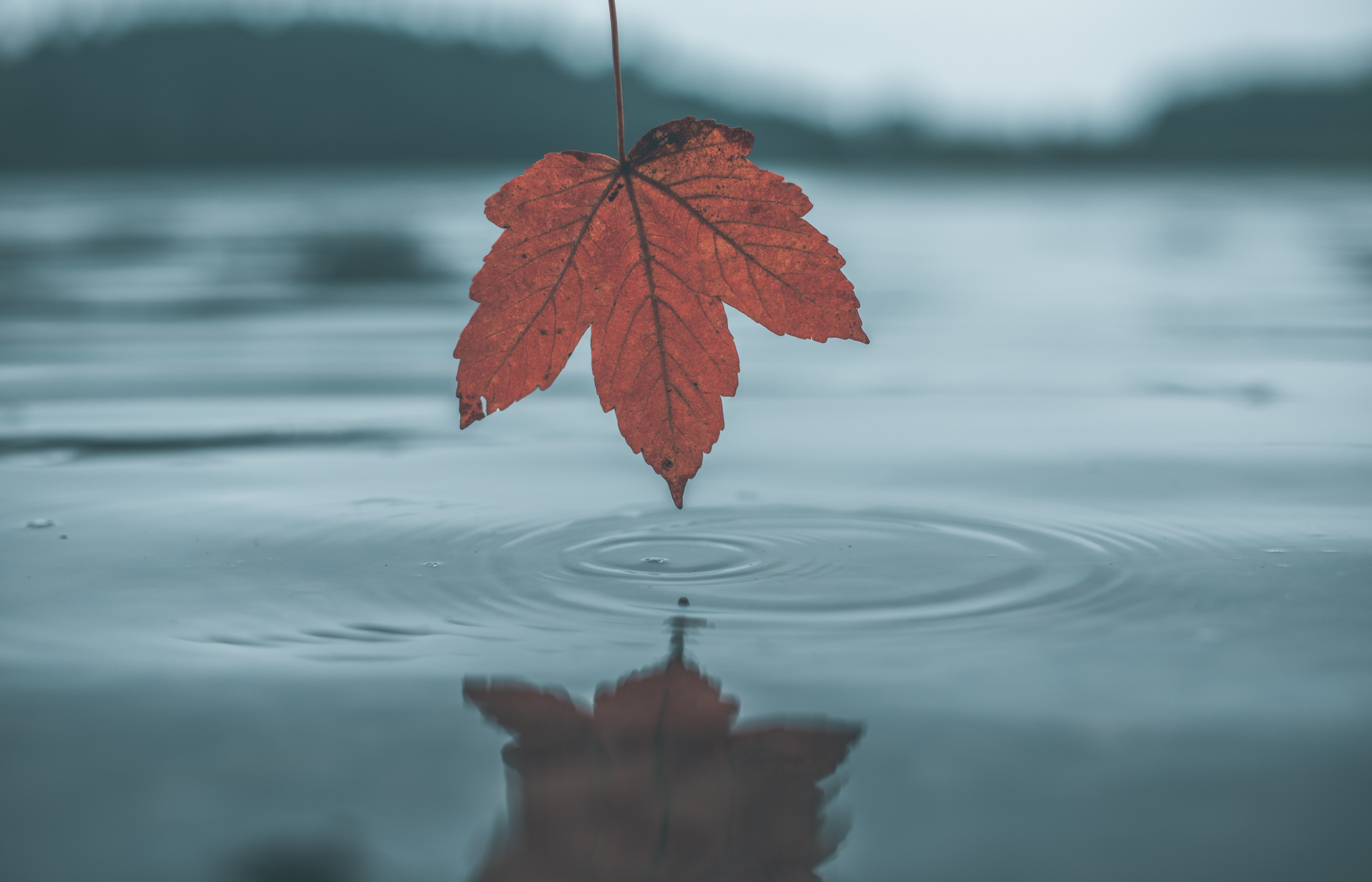 sheet, nature, water, autumn, reflection, circles, leaf Panoramic Wallpaper