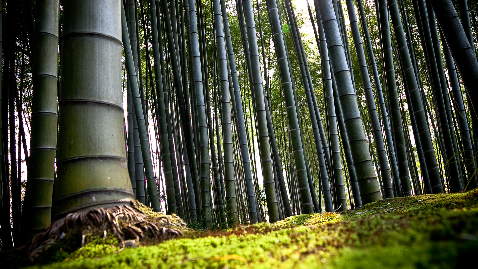 earth, bamboo, forest, tree