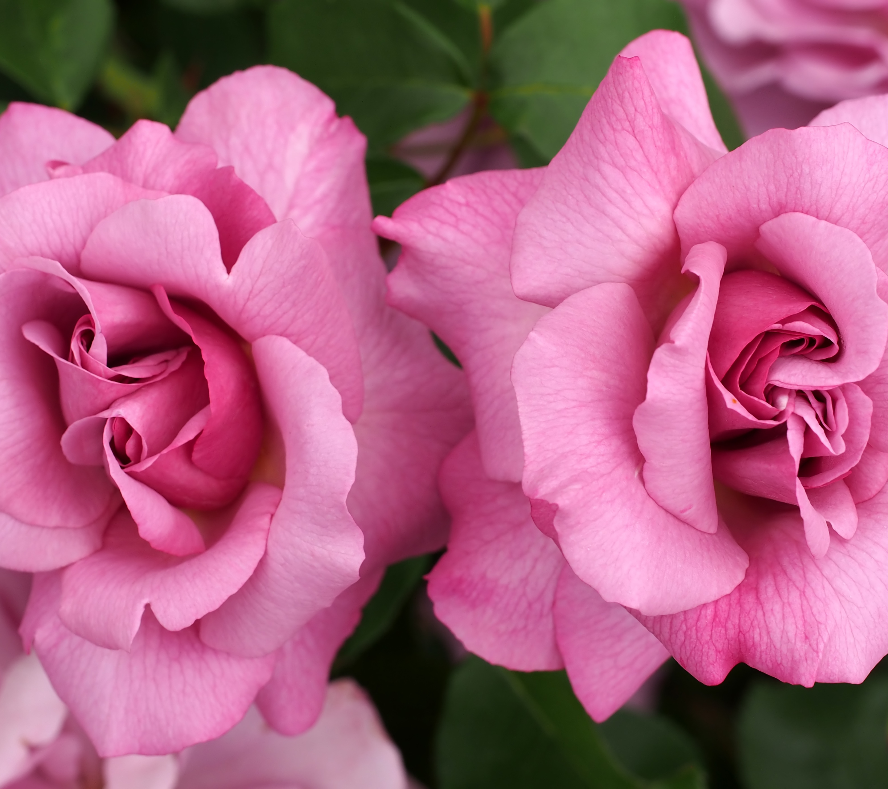 Handy-Wallpaper Blumen, Blume, Rose, Erde, Erde/natur, Pinke Blume, Pinke Rose kostenlos herunterladen.