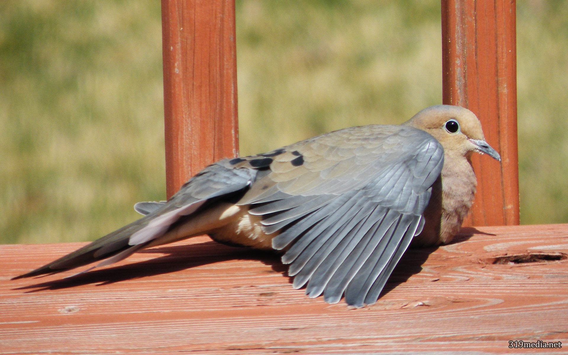 Download mobile wallpaper Dove, Bird, Birds, Nature, Animal for free.