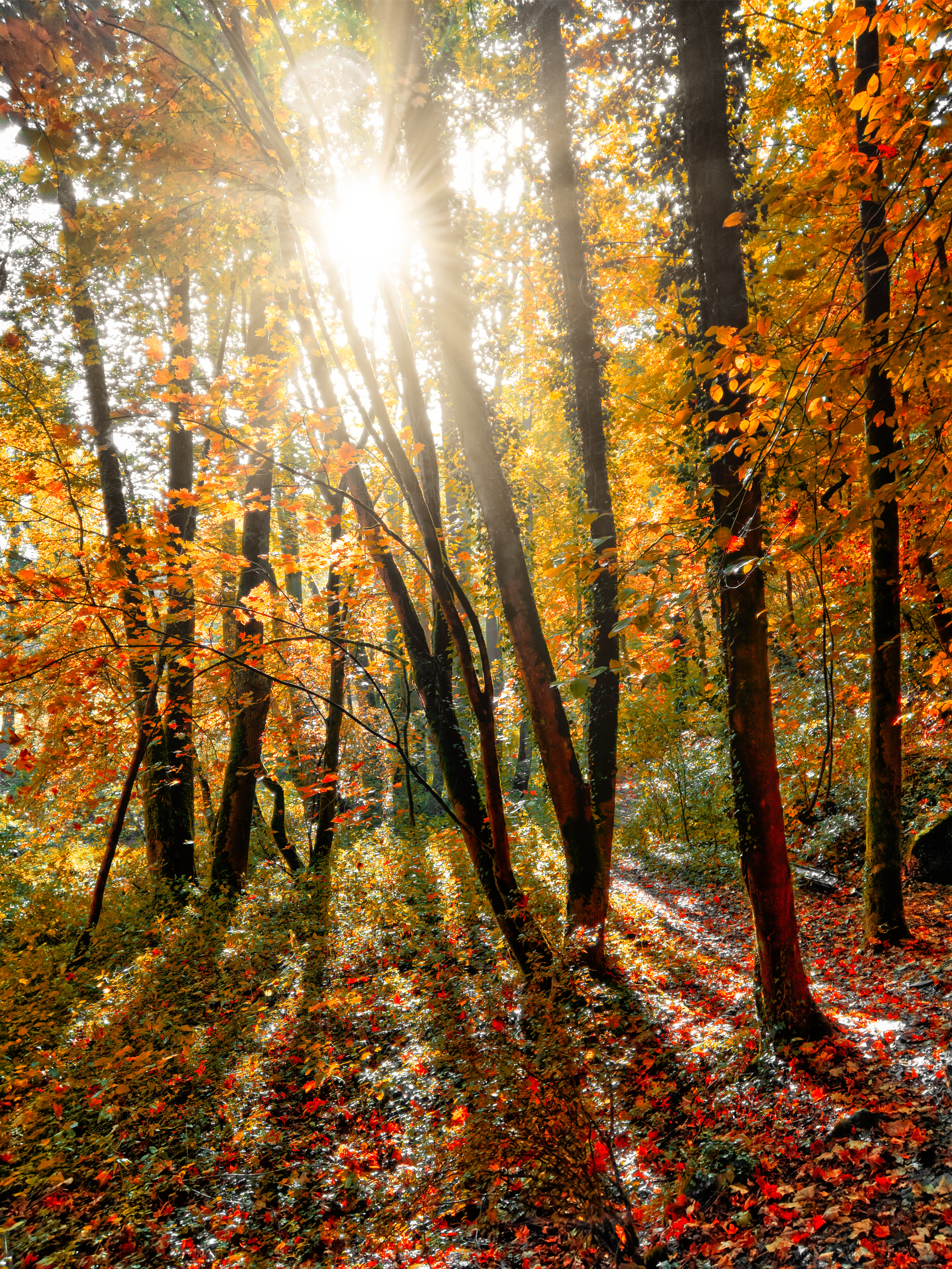 Download mobile wallpaper Beams, Rays, Forest, Trees, Nature, Sun for free.