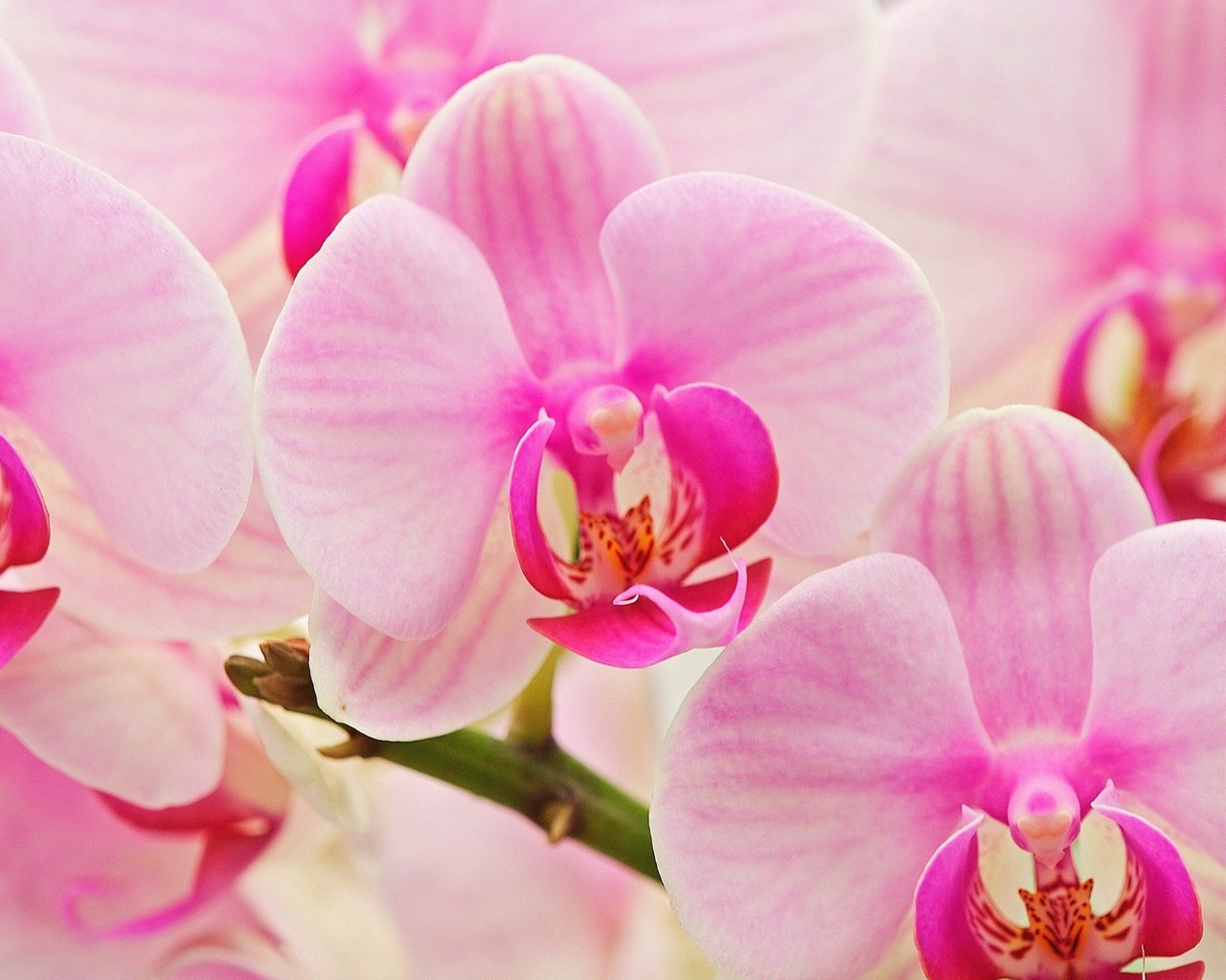 Download mobile wallpaper Flower, Earth, Orchid, Pink Flower for free.