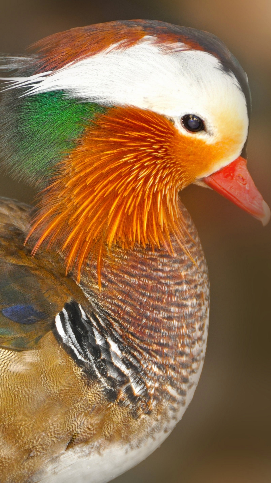 Download mobile wallpaper Birds, Bird, Animal, Duck for free.