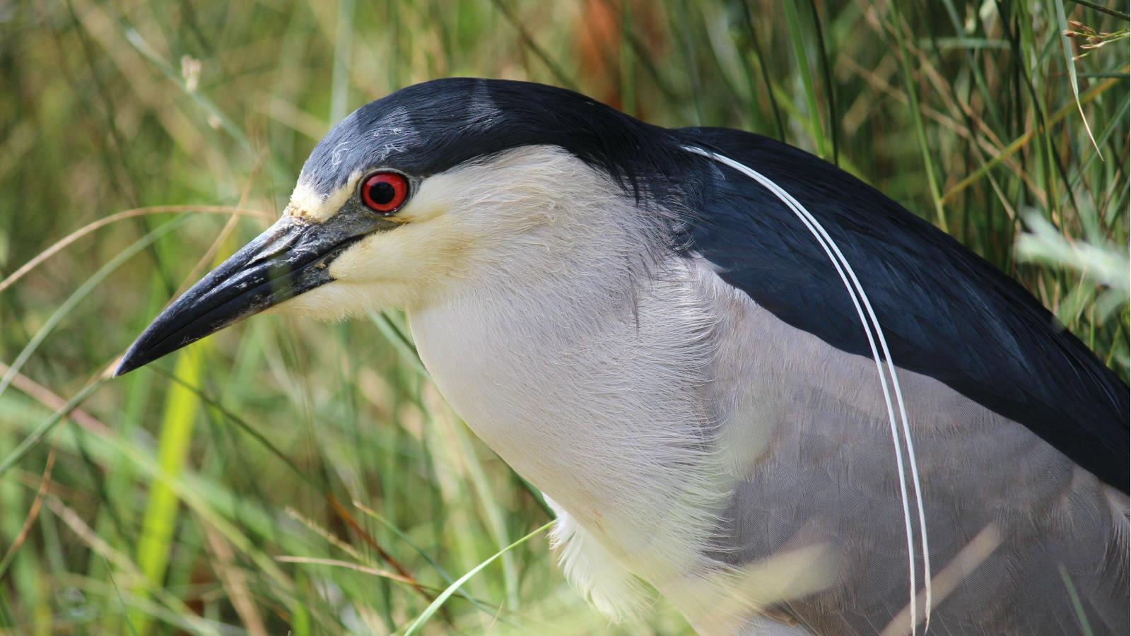 Téléchargez gratuitement l'image Animaux, Oiseau, Des Oiseaux sur le bureau de votre PC