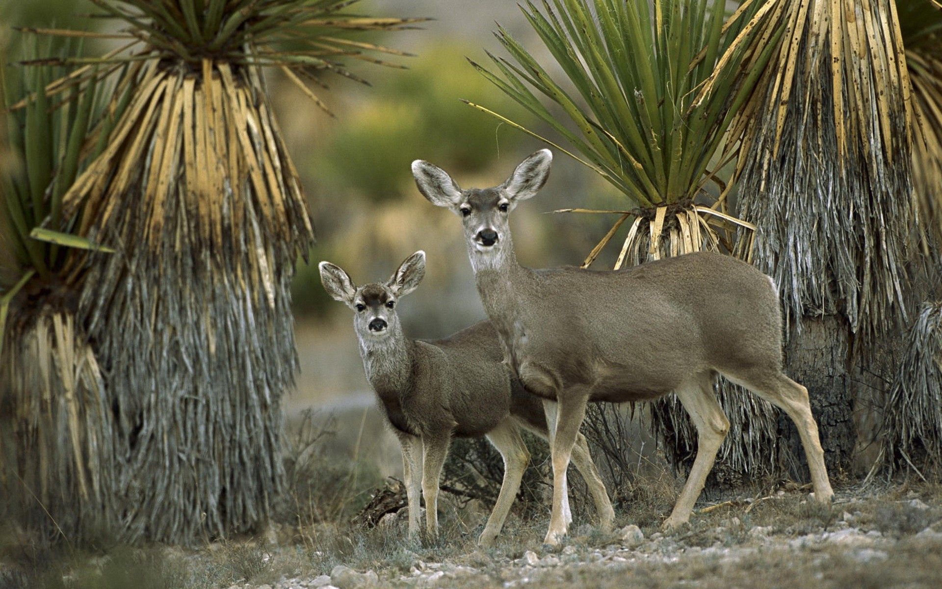 Téléchargez gratuitement l'image Paire, Antilope, Animaux, Coupler, Chihuahua, Désert, Mexique sur le bureau de votre PC