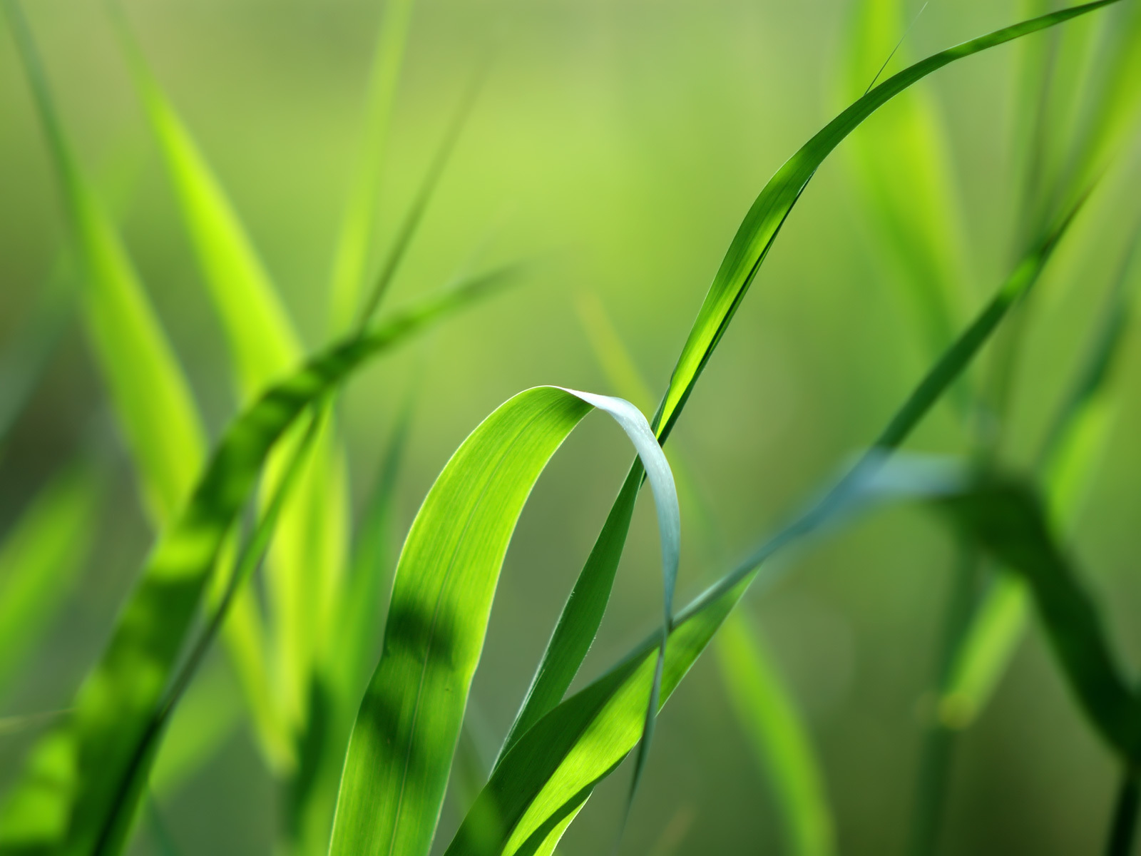 grass, background, plants, green HD wallpaper