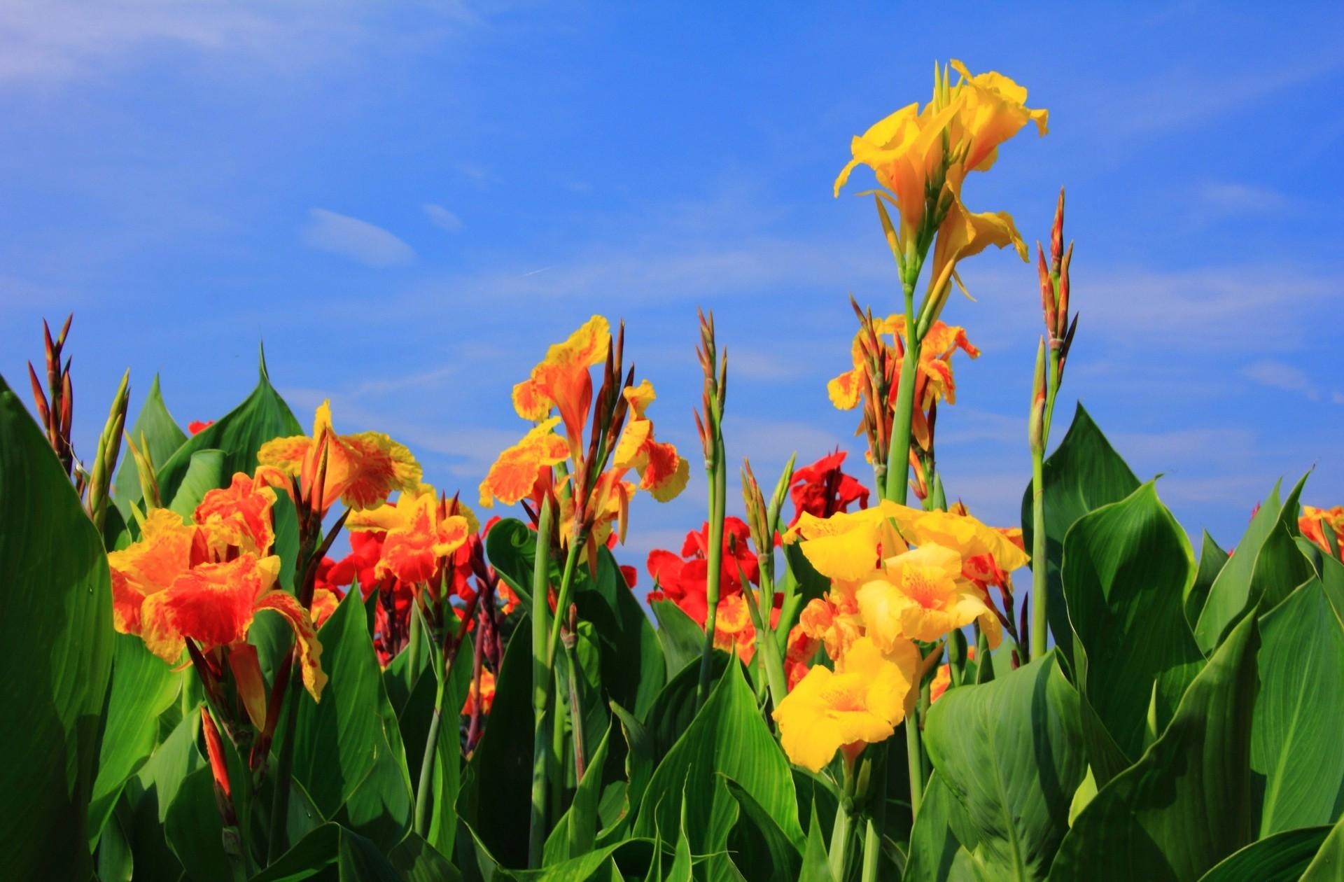 Free download wallpaper Flowers, Sky, Gladiolus, Greens, Buds on your PC desktop
