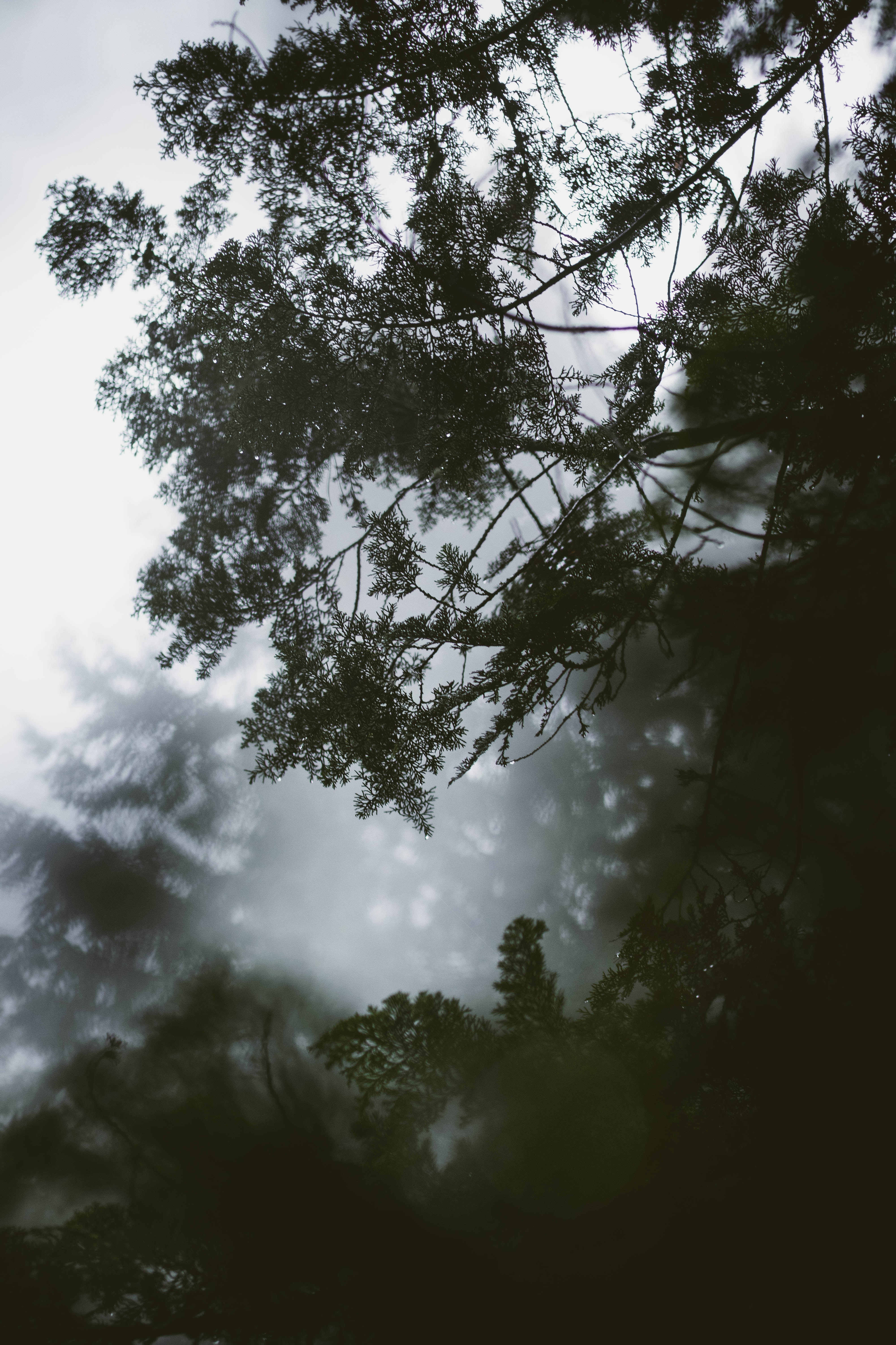 Download mobile wallpaper Wood, Fog, Branch, Tree, Nature, Leaves for free.