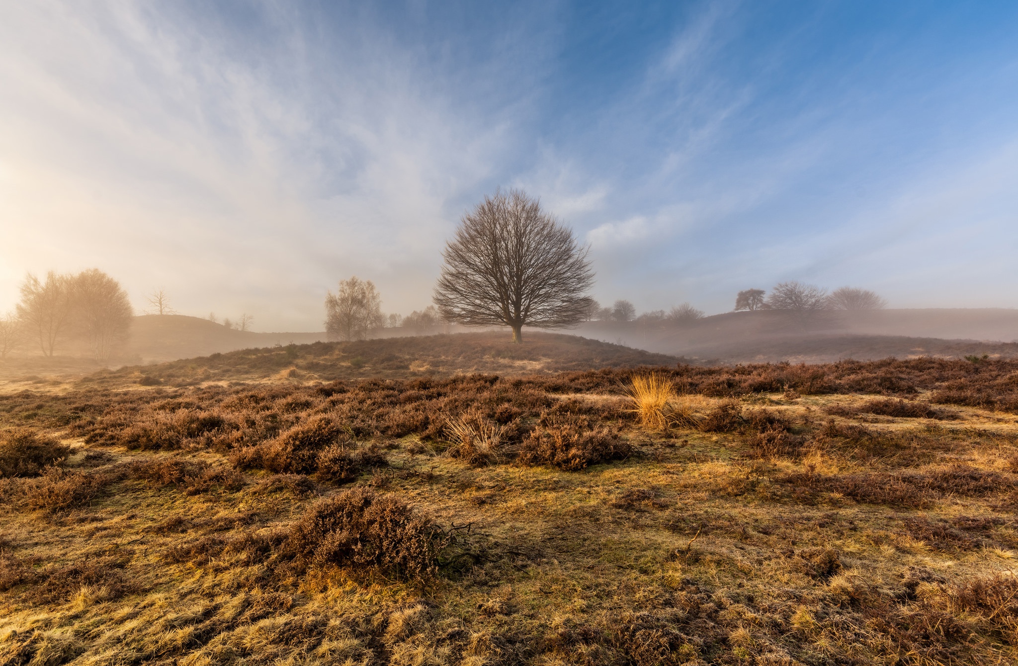 Free download wallpaper Nature, Tree, Fog, Earth on your PC desktop