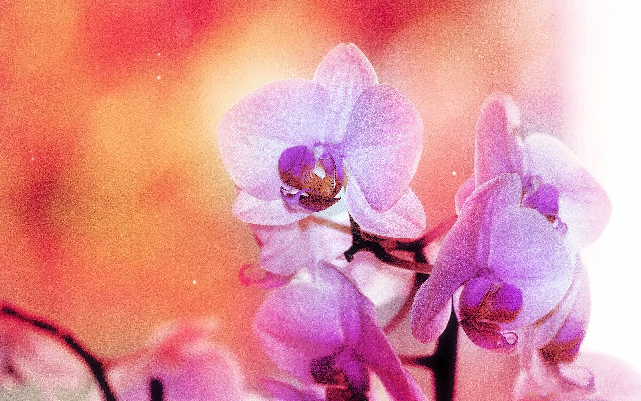 Скачать обои бесплатно Орхидея, Расцветок, Лепестки, Цветок, Макро картинка на рабочий стол ПК