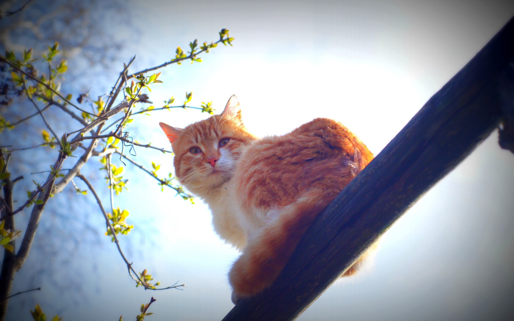 Baixar papel de parede para celular de Animais, Gatos, Gato gratuito.