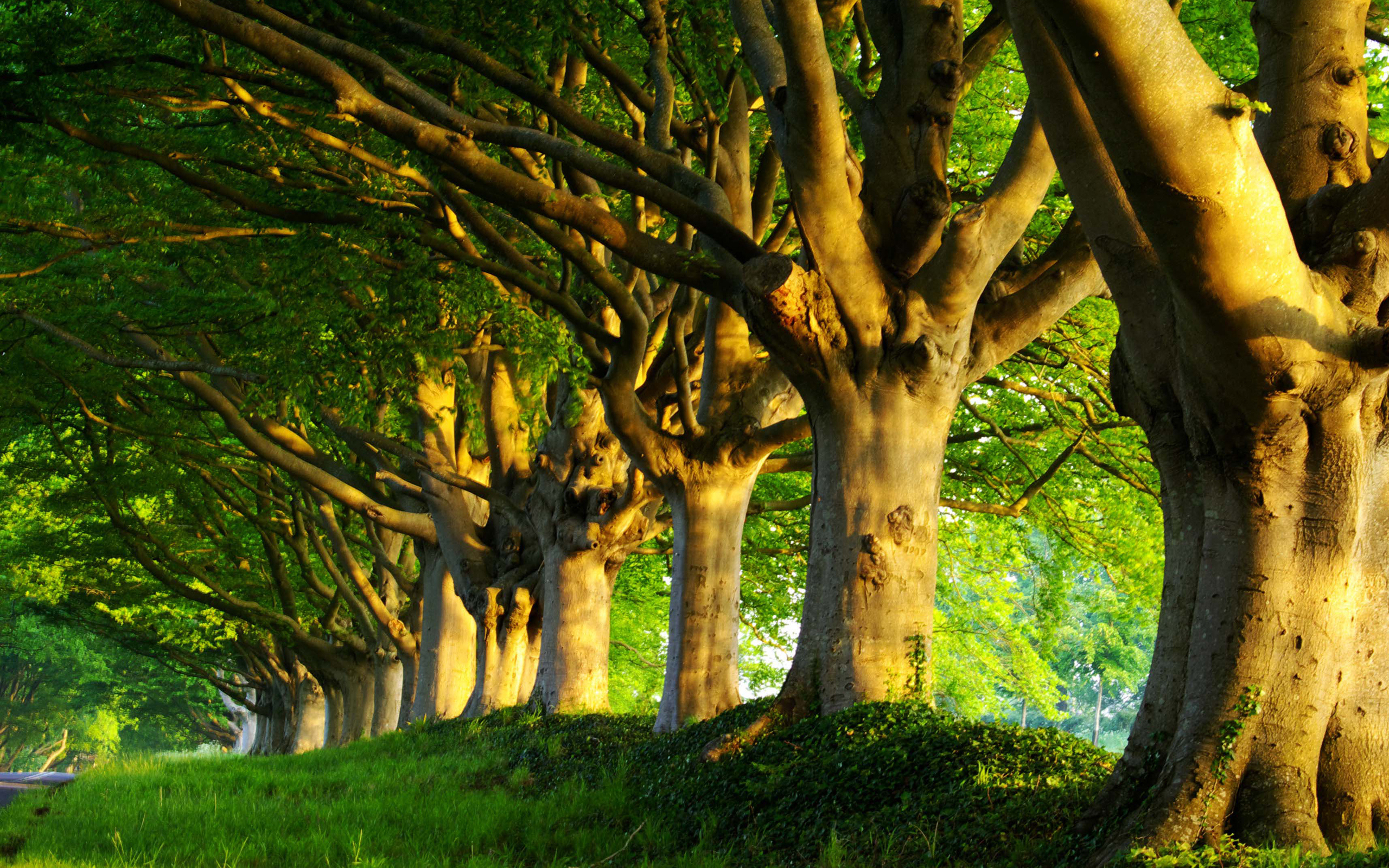 Descarga gratuita de fondo de pantalla para móvil de Árbol, Tierra/naturaleza.