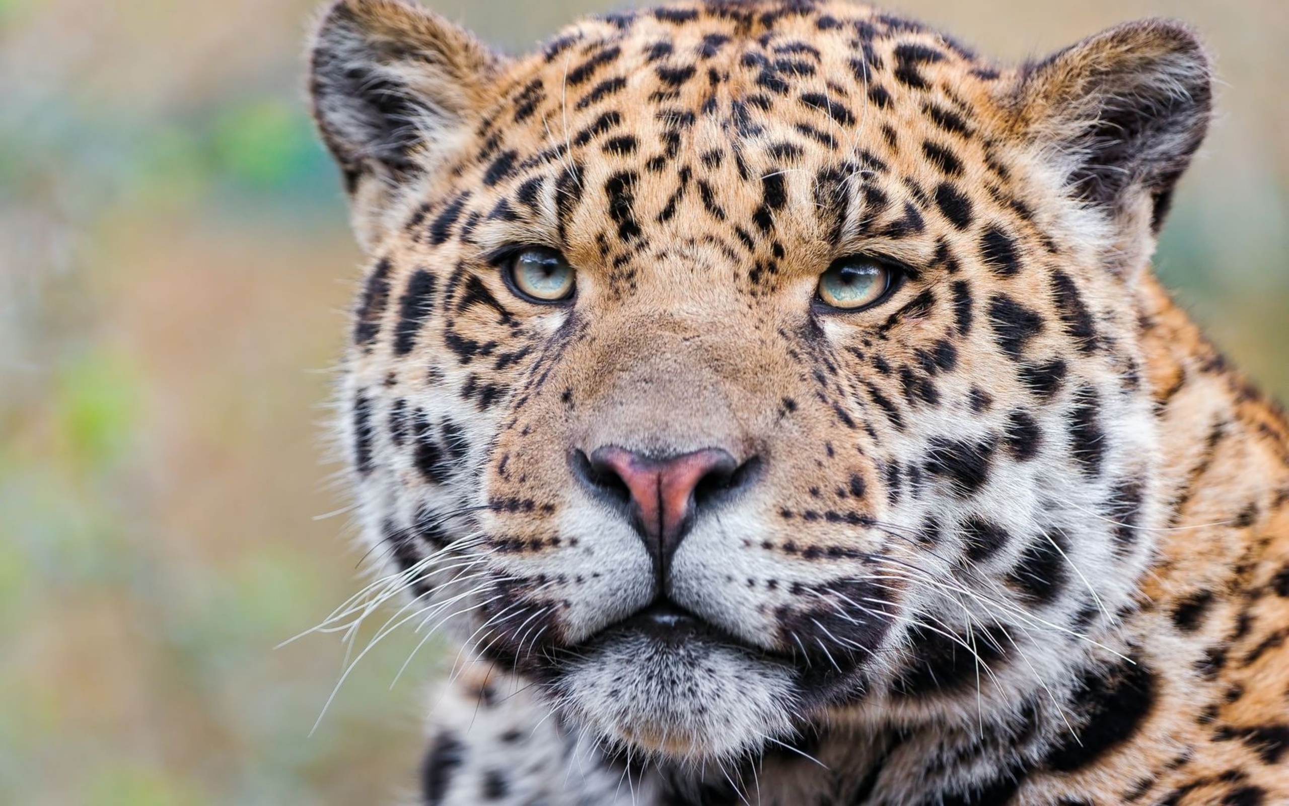 Descarga gratuita de fondo de pantalla para móvil de Animales, Jaguar.