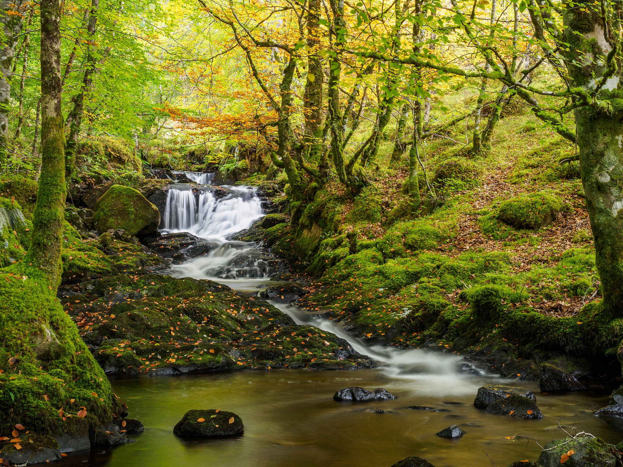 Free download wallpaper Nature, Forest, Earth, Moss, Stream on your PC desktop