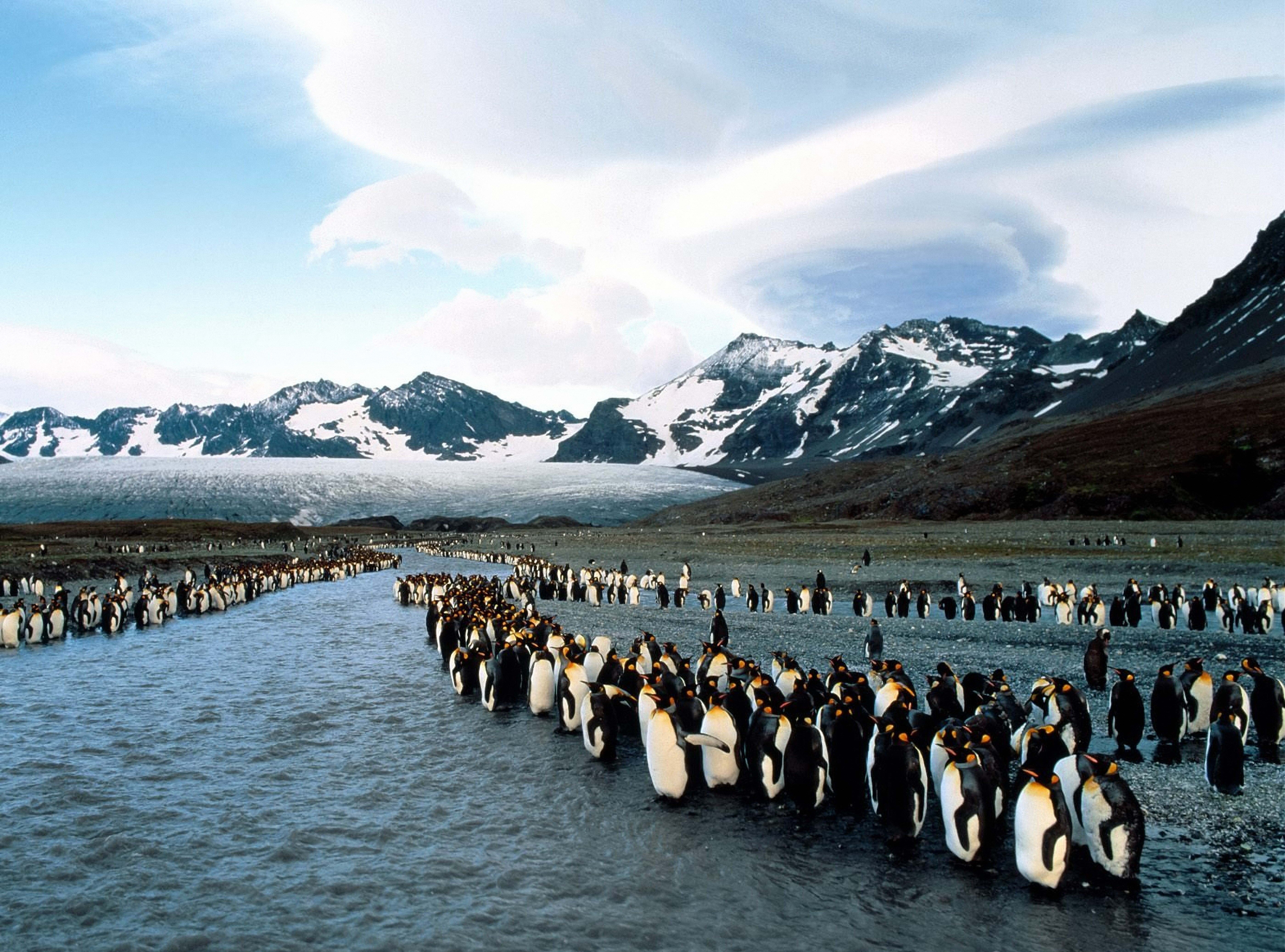 123366 скачать картинку пингвины, горы, стая, животные, север, колония - обои и заставки бесплатно