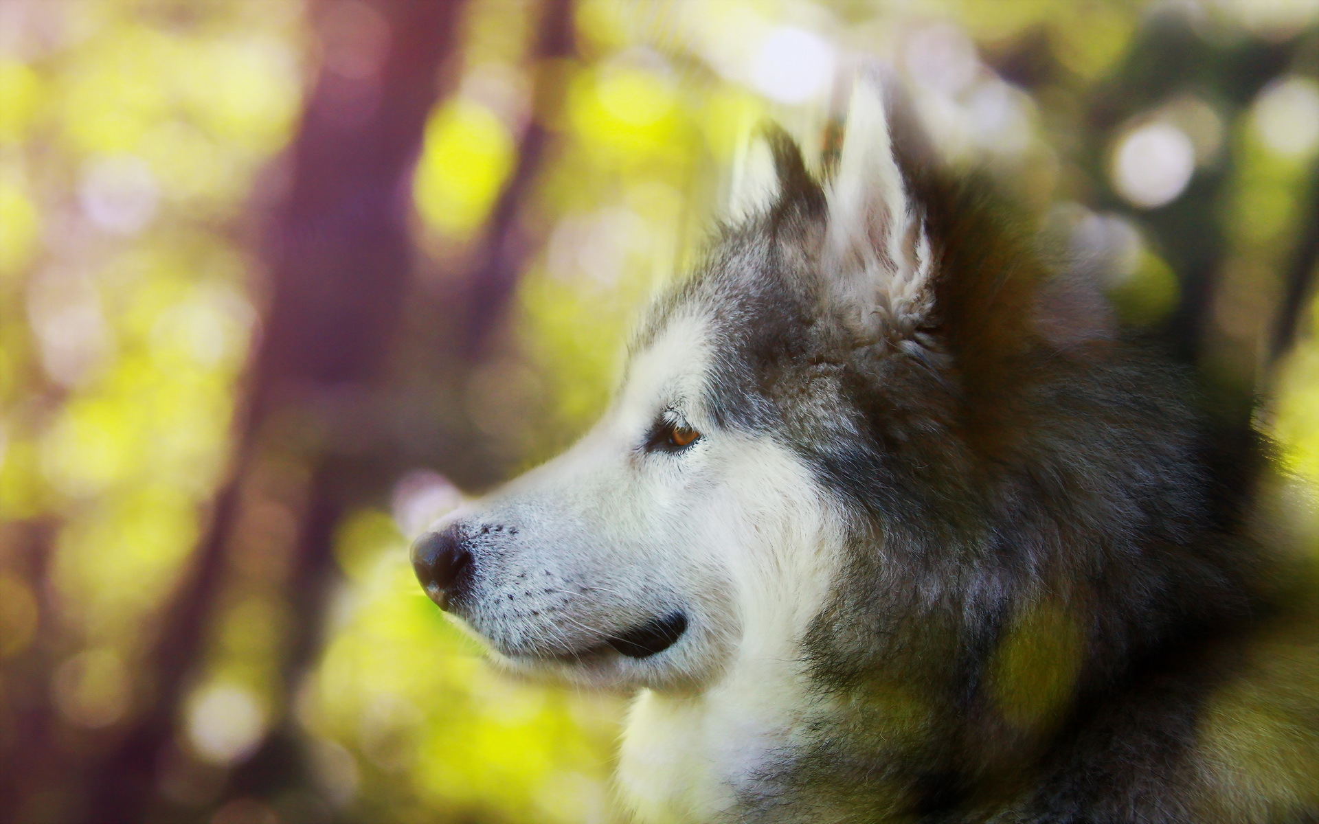 Handy-Wallpaper Tiere, Hunde, Hund kostenlos herunterladen.