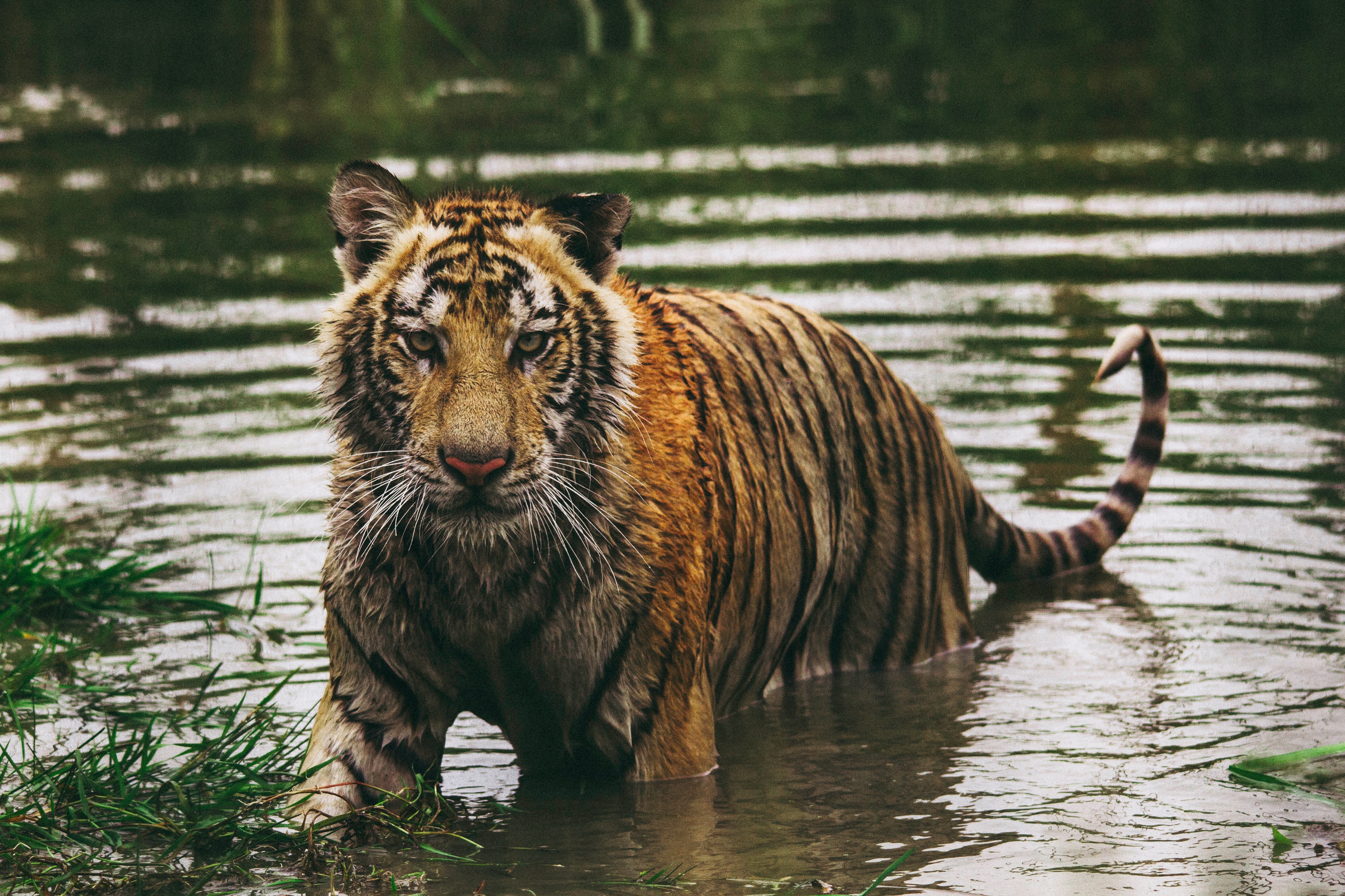 Скачать картинку Животные, Вода, Мокрый, Хищник, Тигр в телефон бесплатно.