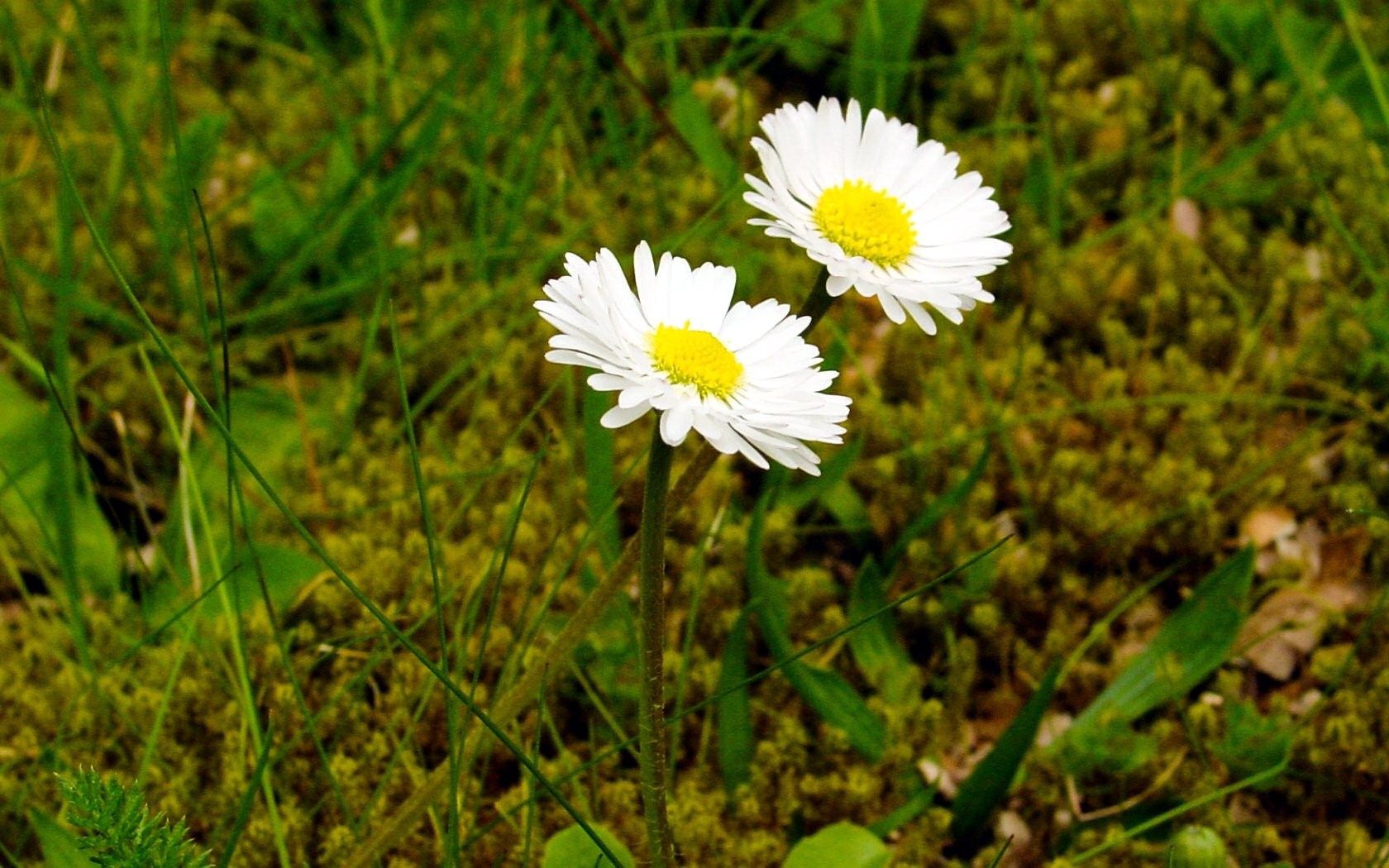 Laden Sie das Grass, Kamille, Nahaufnahme, Nahansicht, Blumen, Sommer-Bild kostenlos auf Ihren PC-Desktop herunter
